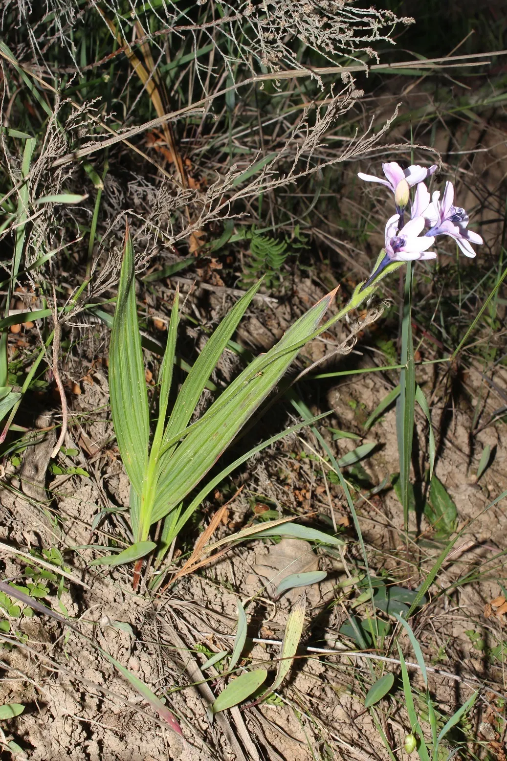 Baboon Flower (Babiana Stricta) — Babiana stricta prefers well-drained soil with moderate moisture