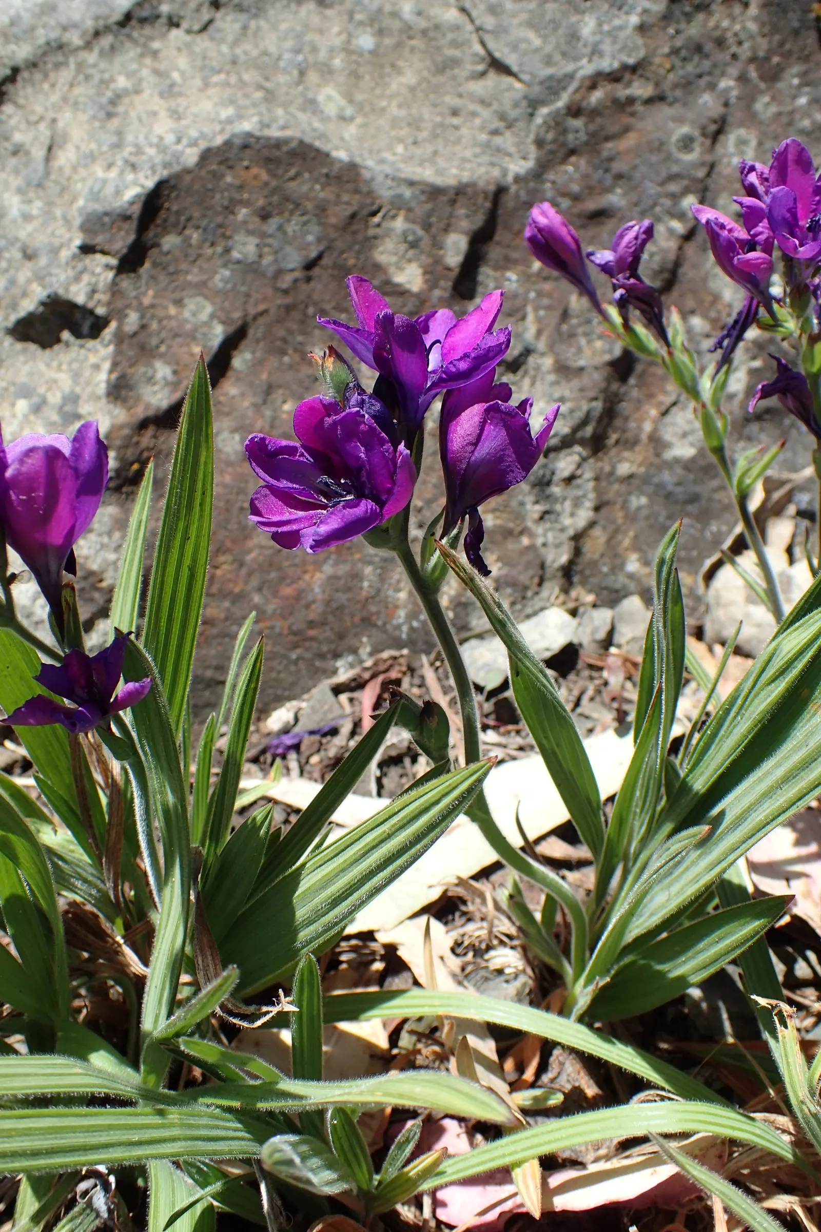 Baboon Flower (Babiana Stricta) — reaching a height of approximately 6-10 inches with a similar spread