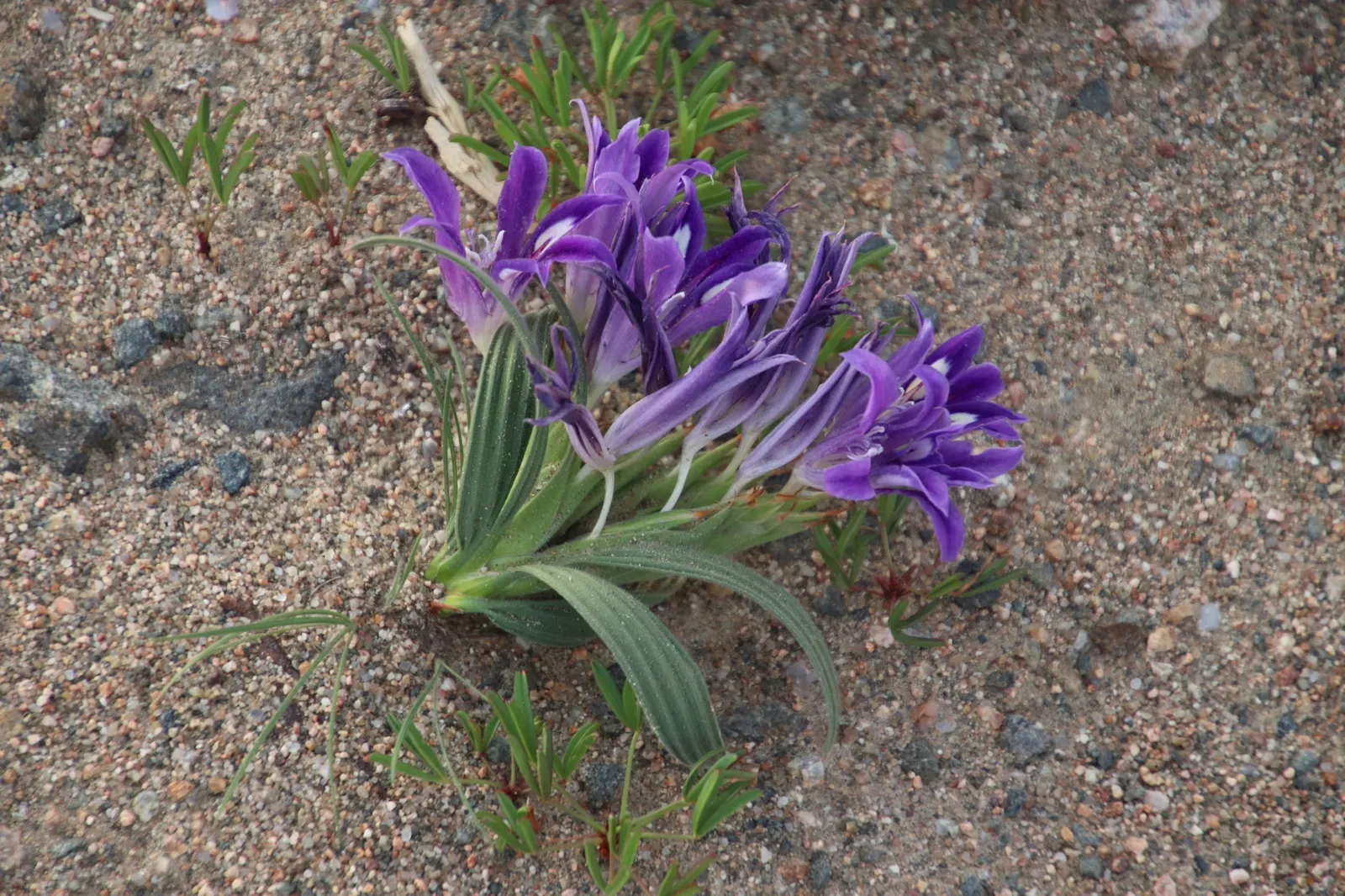 Baboon Flower (Babiana Stricta) — commonly known as Baboon Flower; plant in groups for a dramatic display, image 45