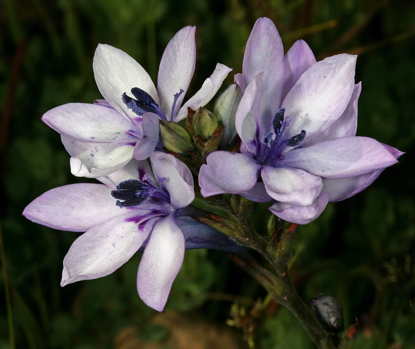 Baboon Flower (Babiana Stricta) — Its striking, often purple or blue flowers, emerge in spring, reaching a modest height of 6-10 inches, image 46