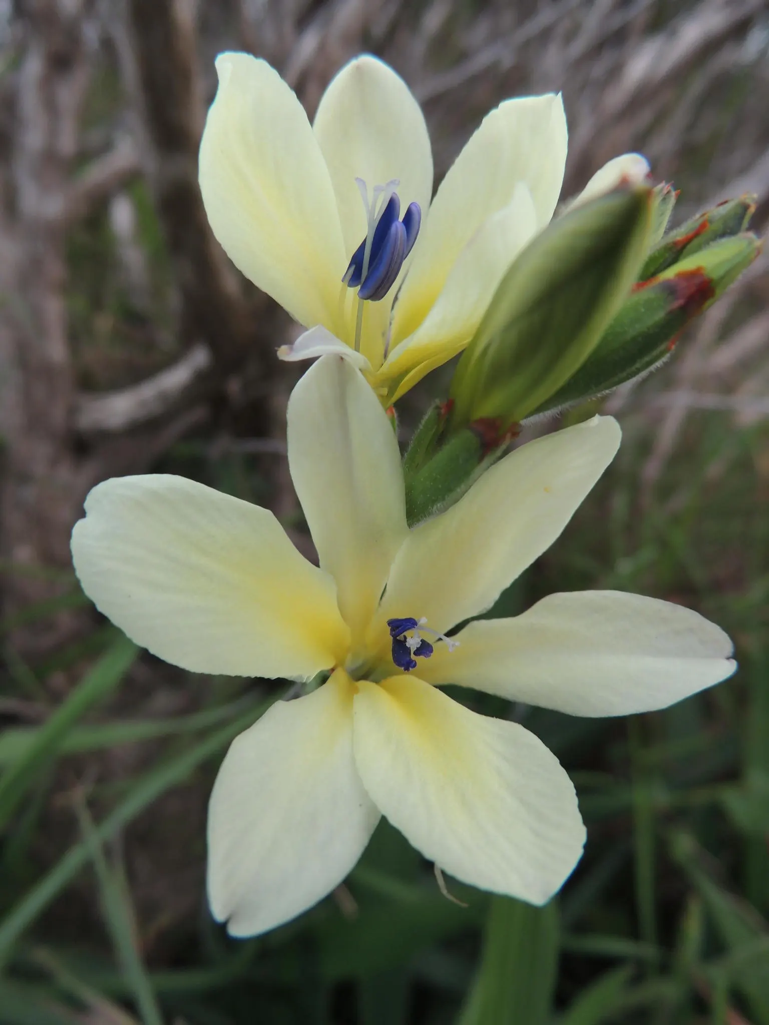 Baboon Flower (Babiana Stricta) — or as a vibrant container specimen; blue and lavender and multi-colored and purple flowers in the garden