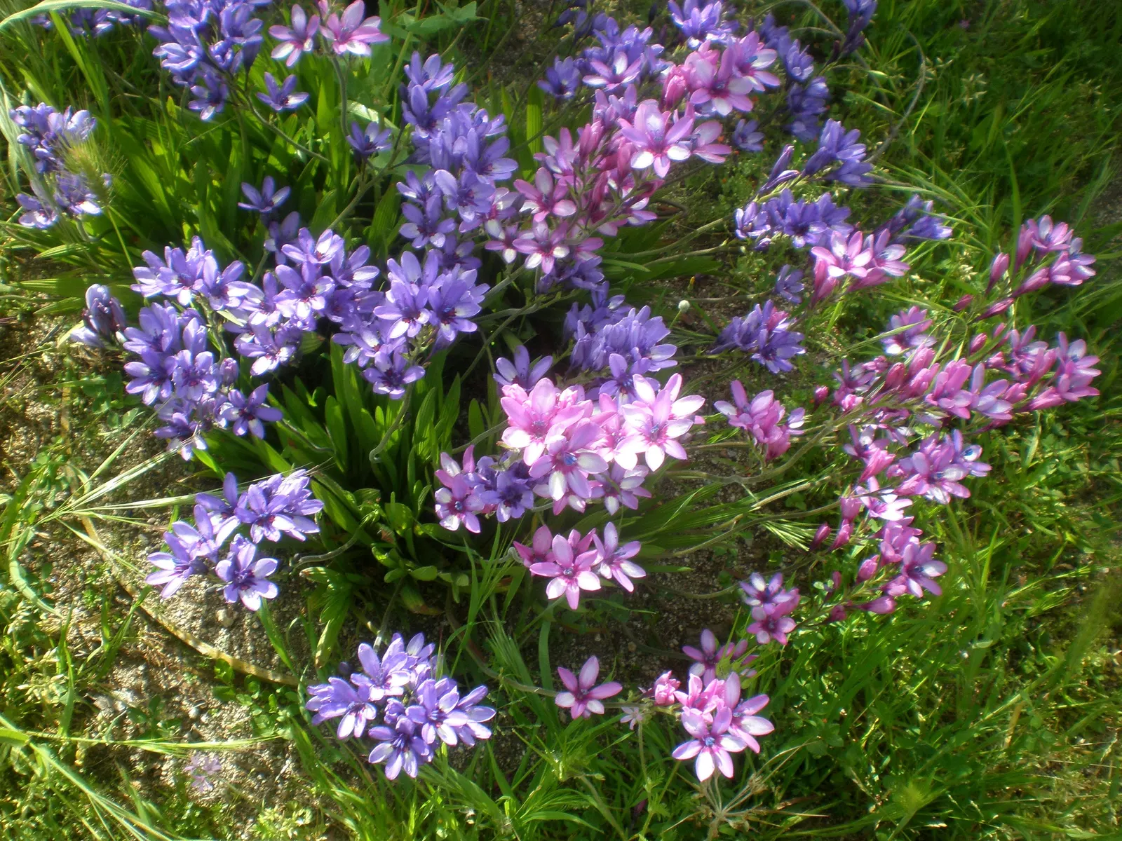 Baboon Flower (Babiana Stricta) — Hardy in USDA zones 8-10, it thrives in well-drained soil with full to partial sun; this plant will thrive with, image 47