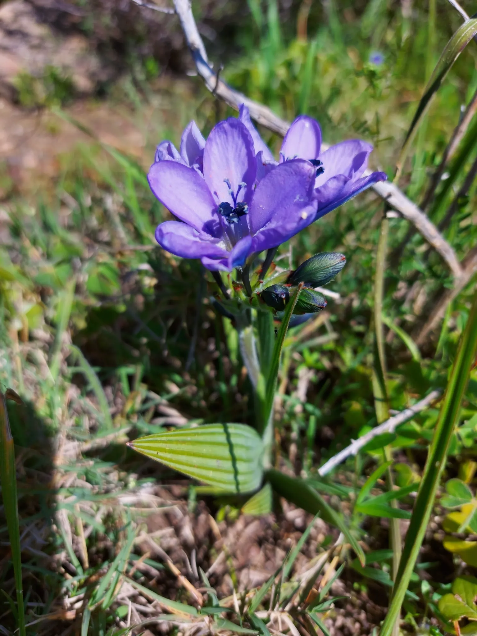 Baboon Flower (Babiana Stricta) — commonly referred to as the Baboon Flower; plant the corms 2-3 inches deep and space them 3-4 inches apart to encourage full