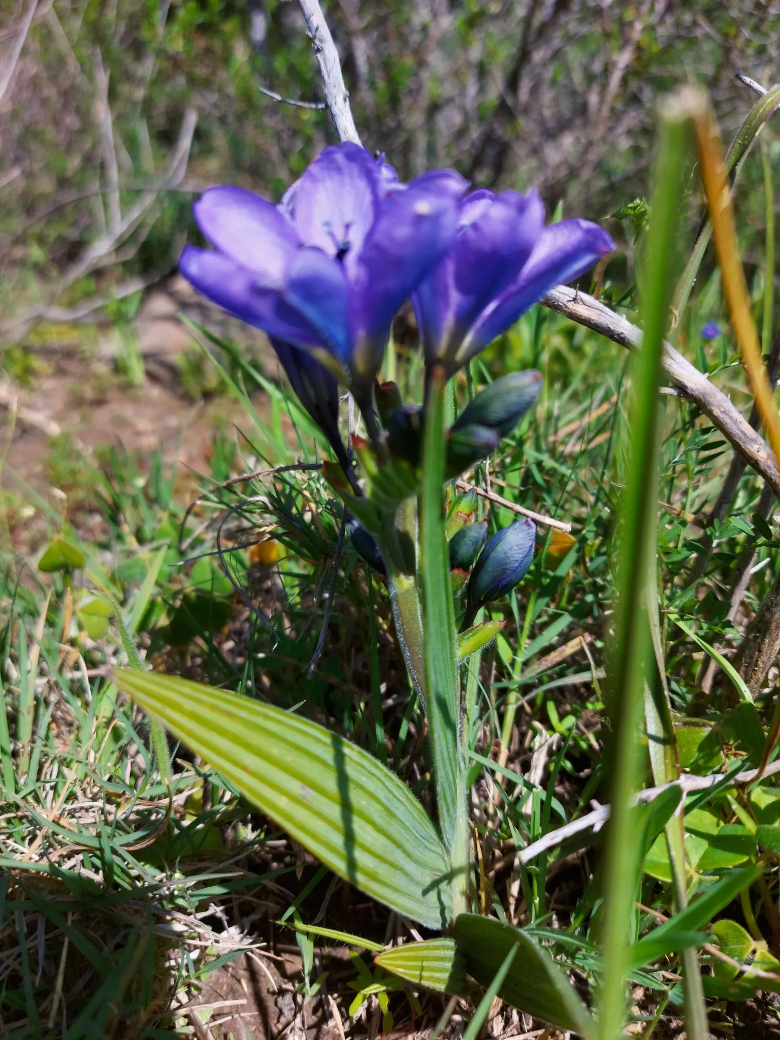 Baboon Flower (Babiana Stricta) — <br><br>The most remarkable feature of Babiana stricta is its vividly hued; adapted to USDA hardiness zones 8-10