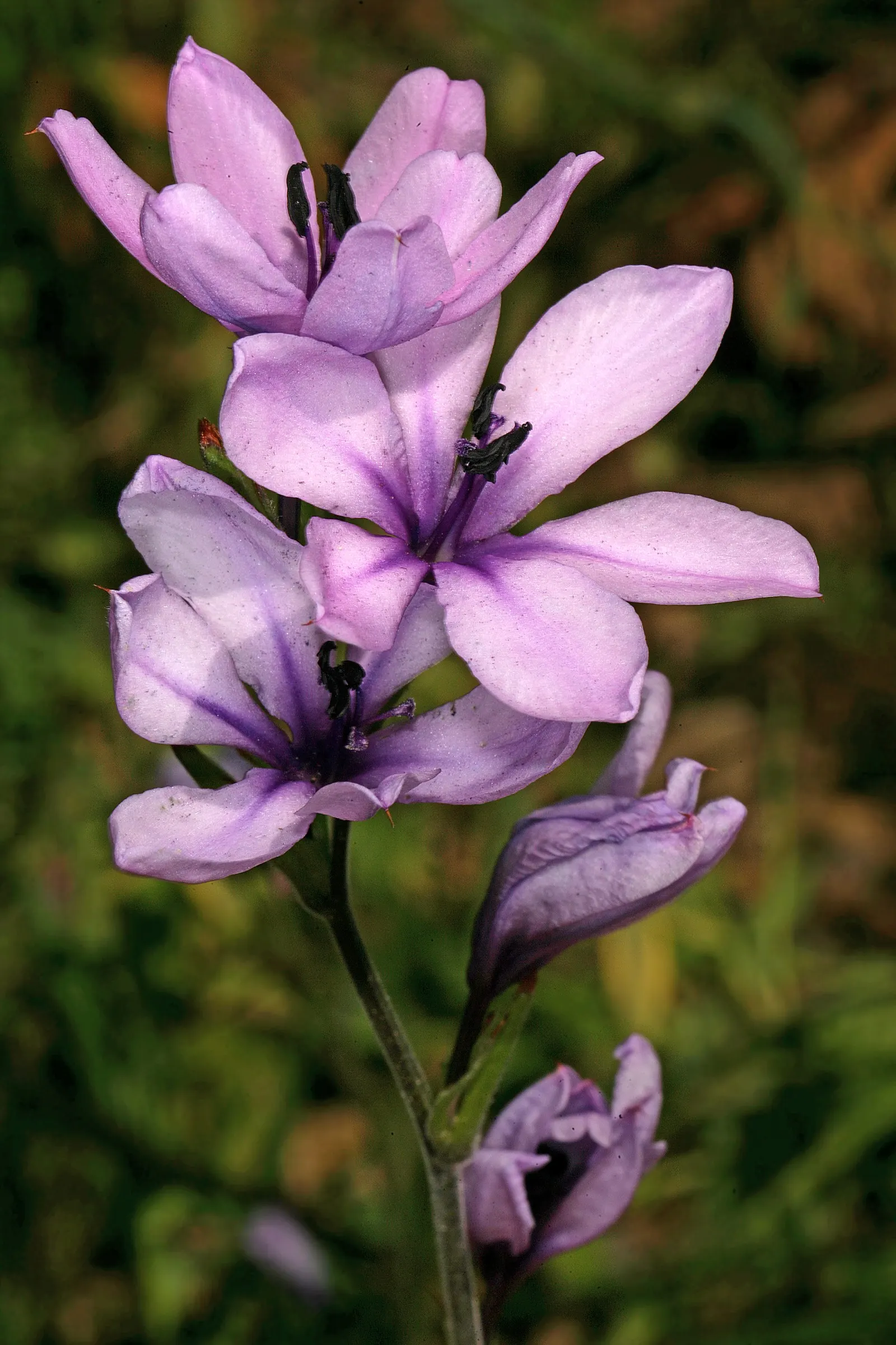 Baboon Flower (Babiana Stricta) — These spectacular blooms make their appearance in late winter to early spring; exuding a pleasant fragrance that's known to