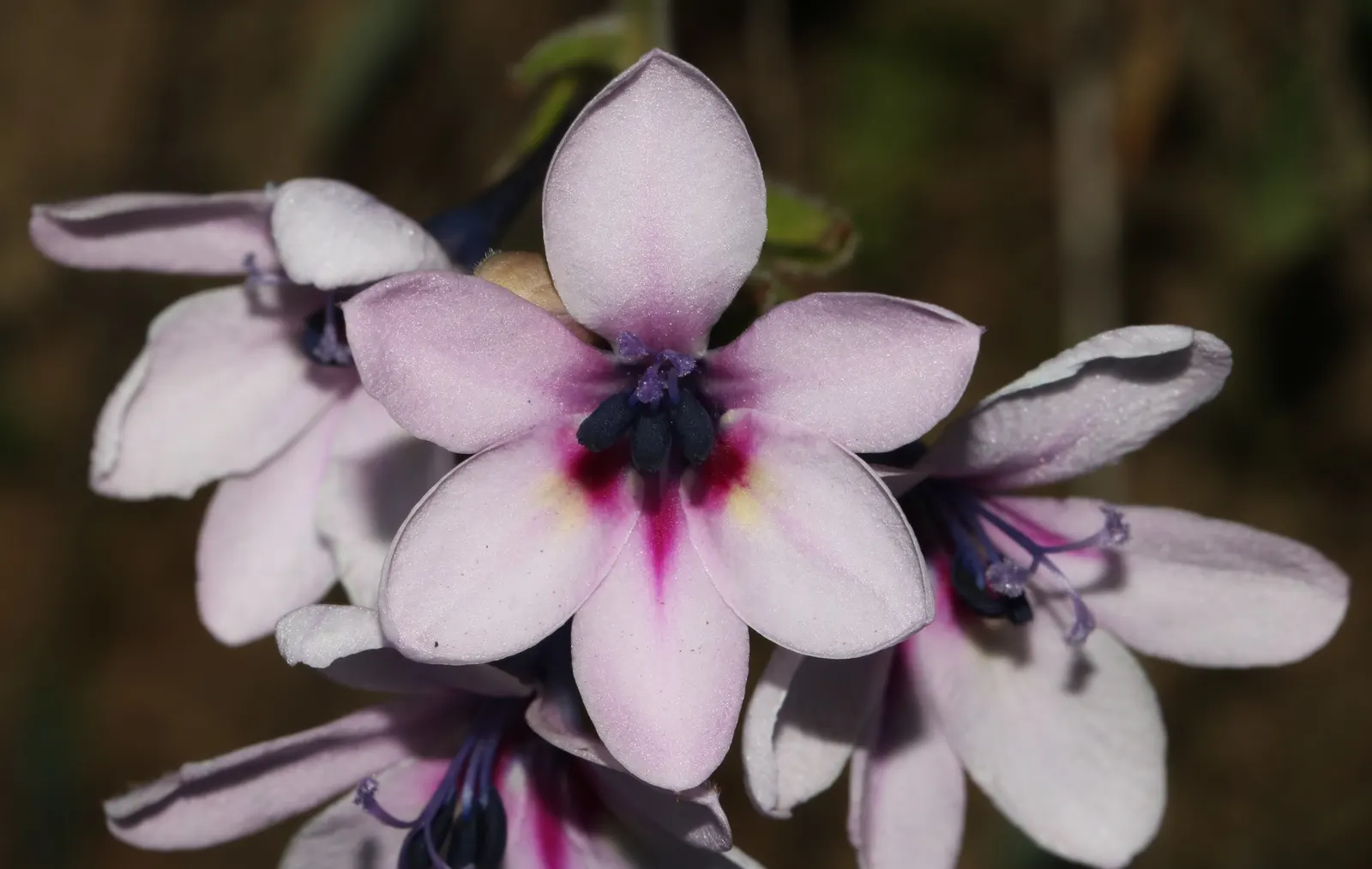 Baboon Flower (Babiana Stricta) — <br><br>The most remarkable feature of Babiana stricta is its vividly hued