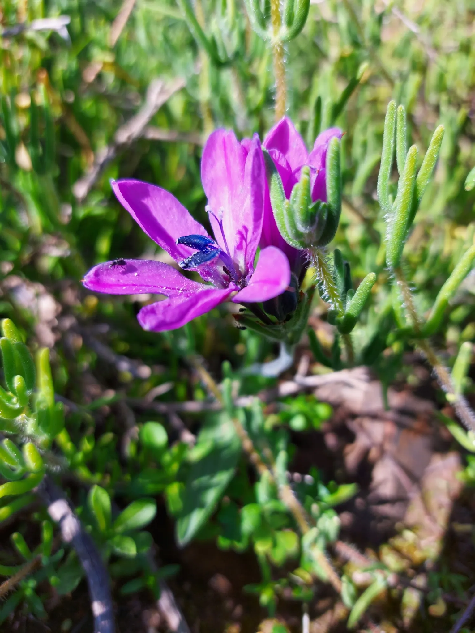 Baboon Flower (Babiana Stricta) — bulb / perennial with blue and lavender and multi-colored and purple blooms; which are about 2 inches long and adorn stiff