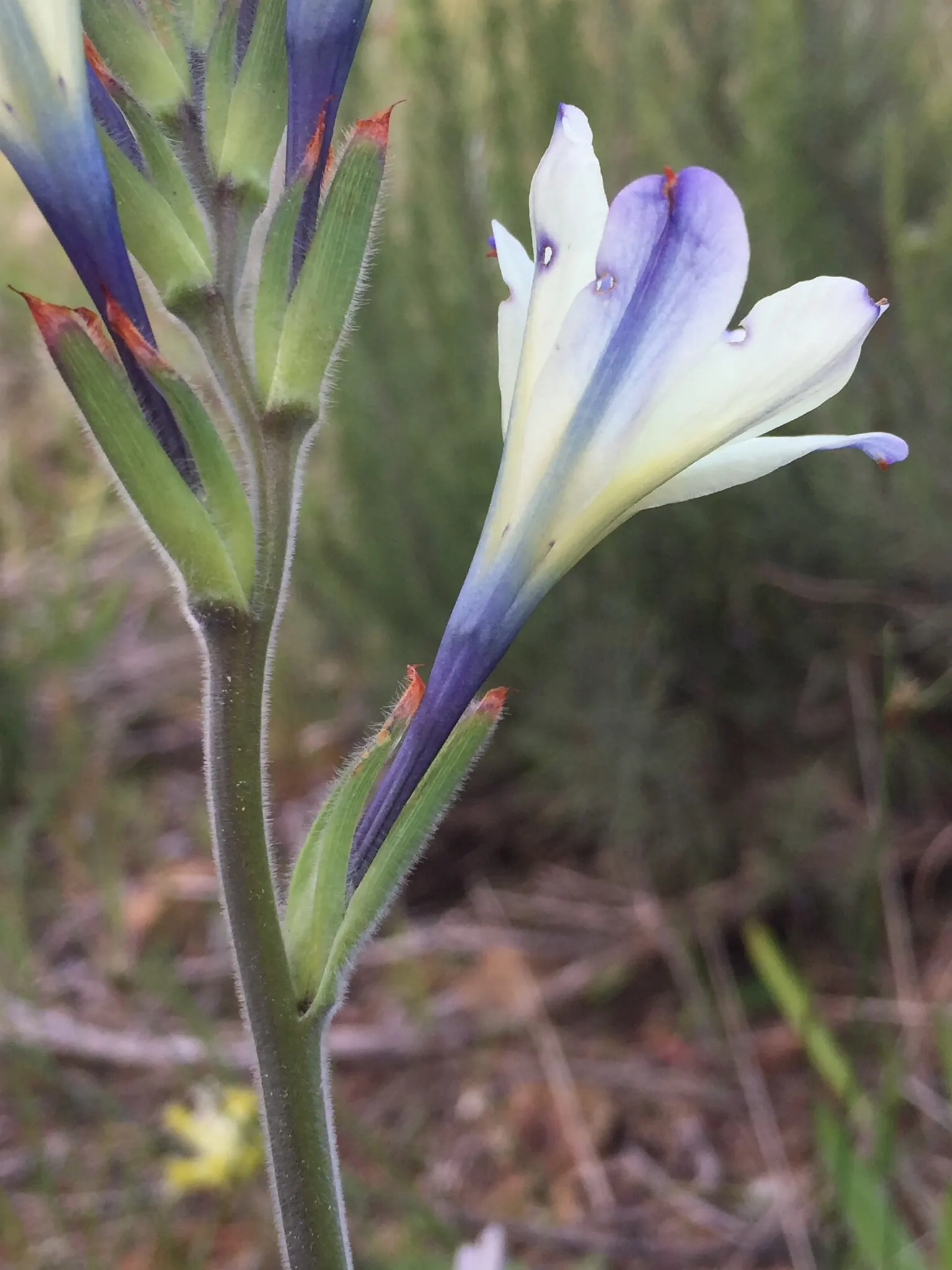 Baboon Flower (Babiana Stricta) — commonly known as Baboon Flower