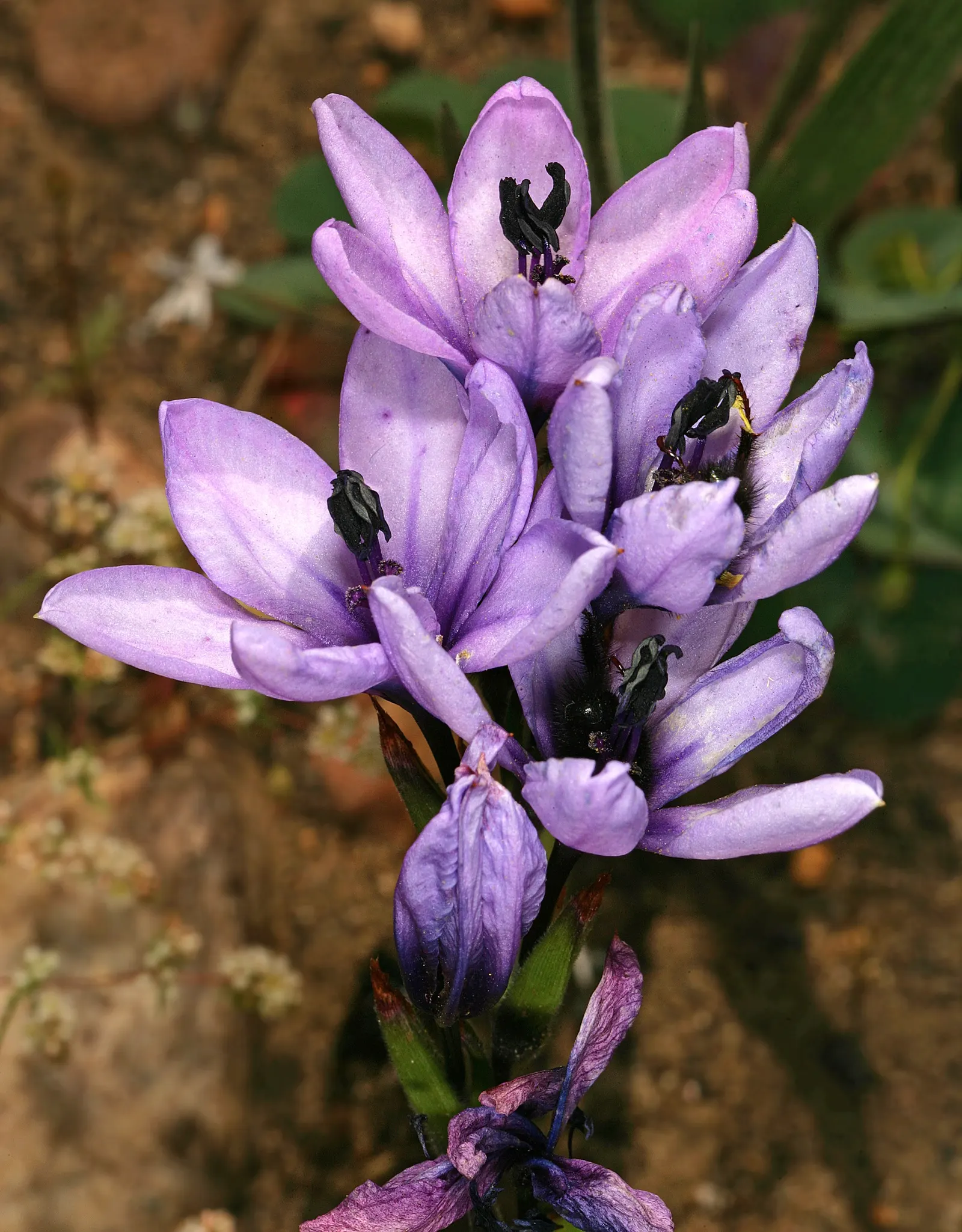 Baboon Flower (Babiana Stricta) — Plant in groups for a dramatic display; hardy in USDA zones 8-10, it thrives in well-drained soil with full to, image 48