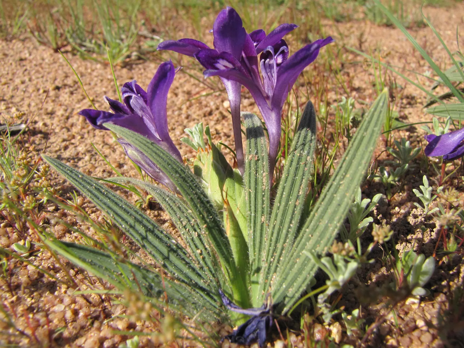 Baboon Flower (Babiana Stricta) — Babiana stricta prefers well-drained soil with moderate moisture; bulb / perennial with blue and lavender and multi-colored