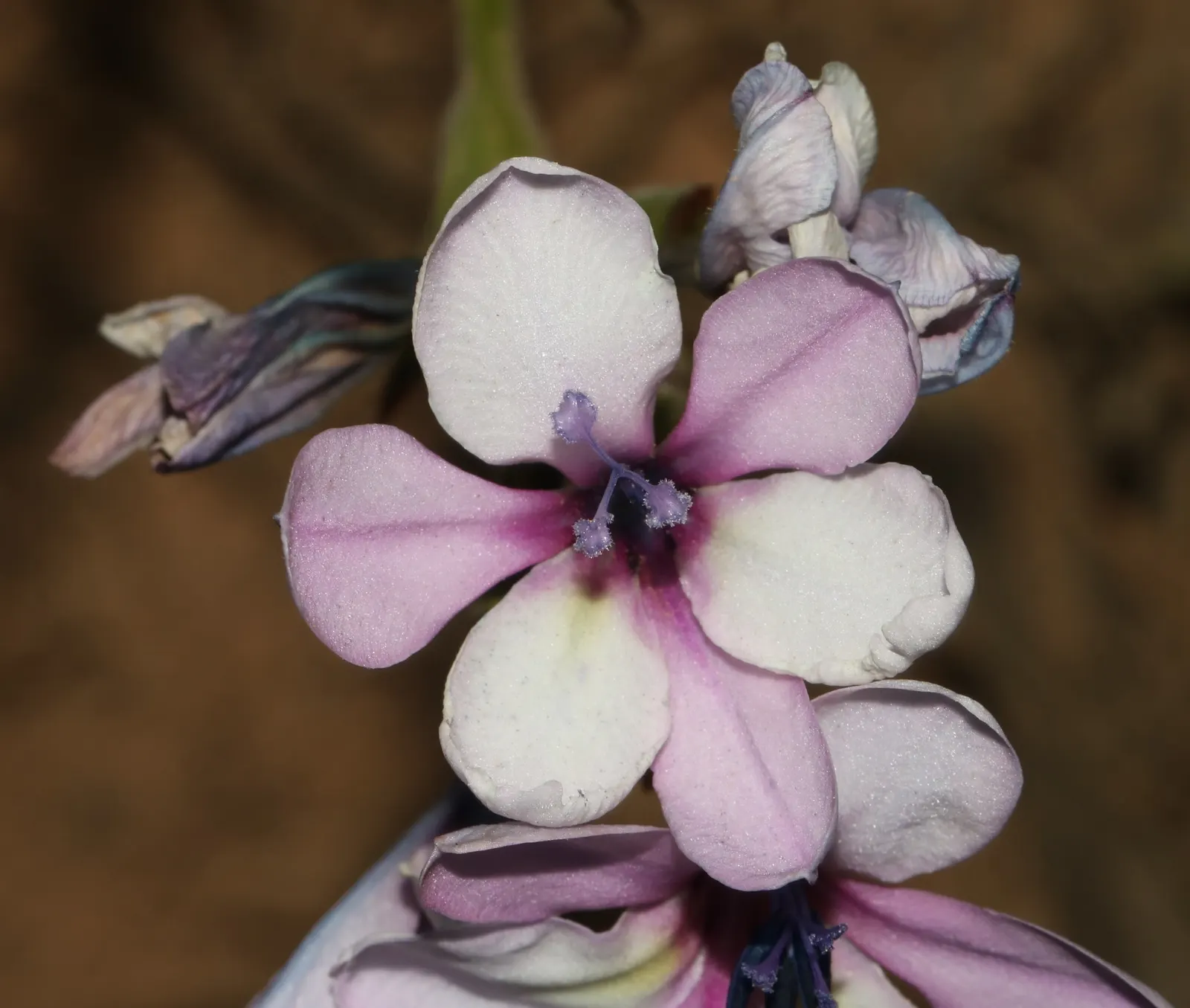 Baboon Flower (Babiana Stricta) — Plant in groups for a dramatic display