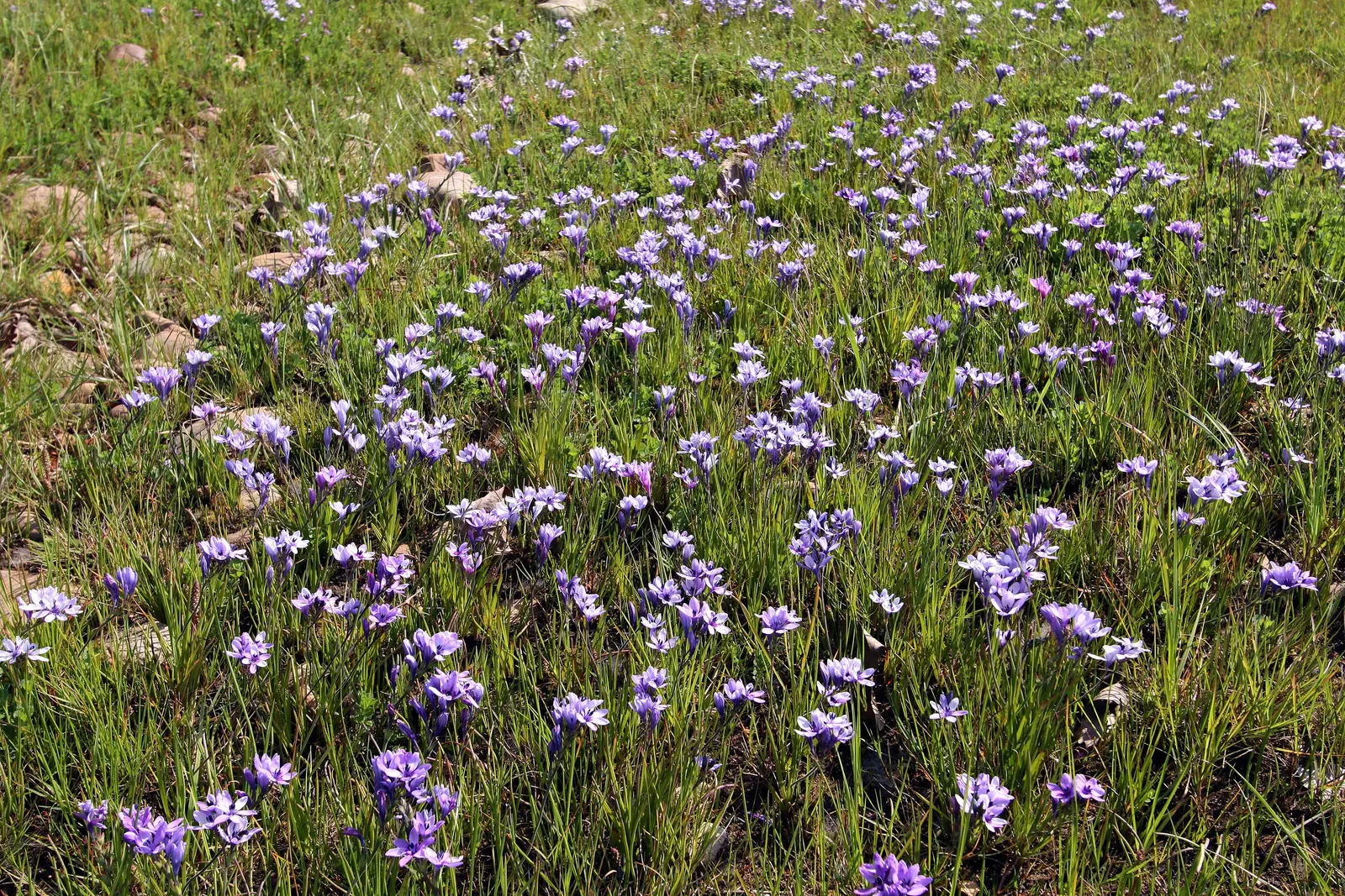 Baboon Flower (Babiana Stricta) — bulb / perennial for half
