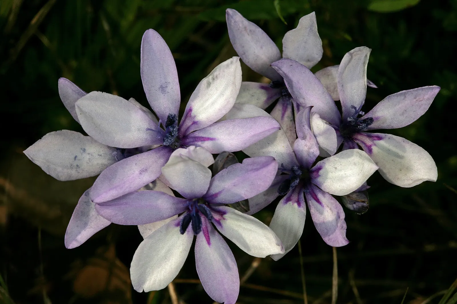 Baboon Flower (Babiana Stricta) — this plant showcases sword-shaped; babiana stricta prefers well-drained soil with moderate moisture