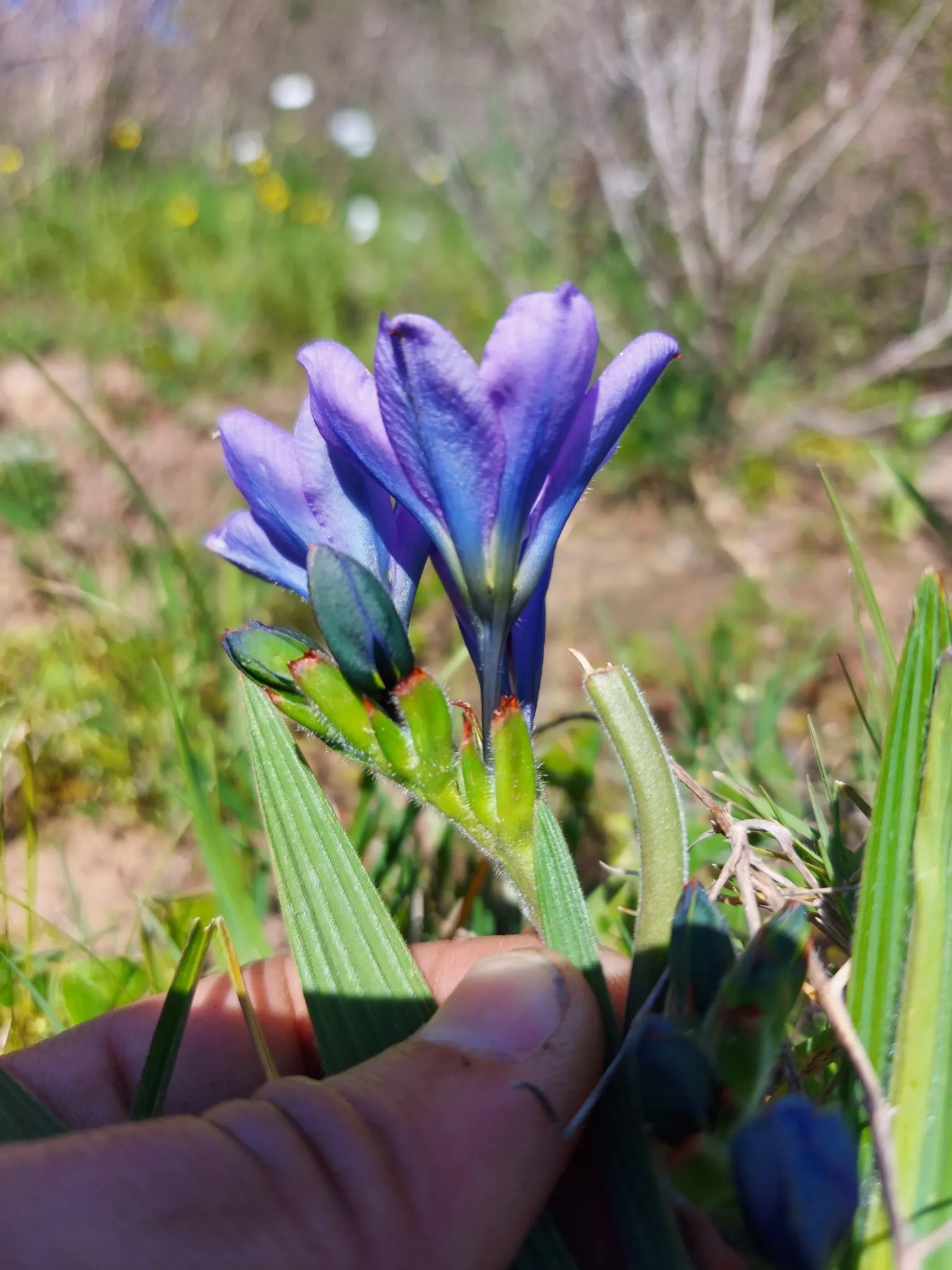 Baboon Flower (Babiana Stricta) — Hardy in USDA zones 8-10, it thrives in well-drained soil with full to partial sun; this plant will thrive with minimal care