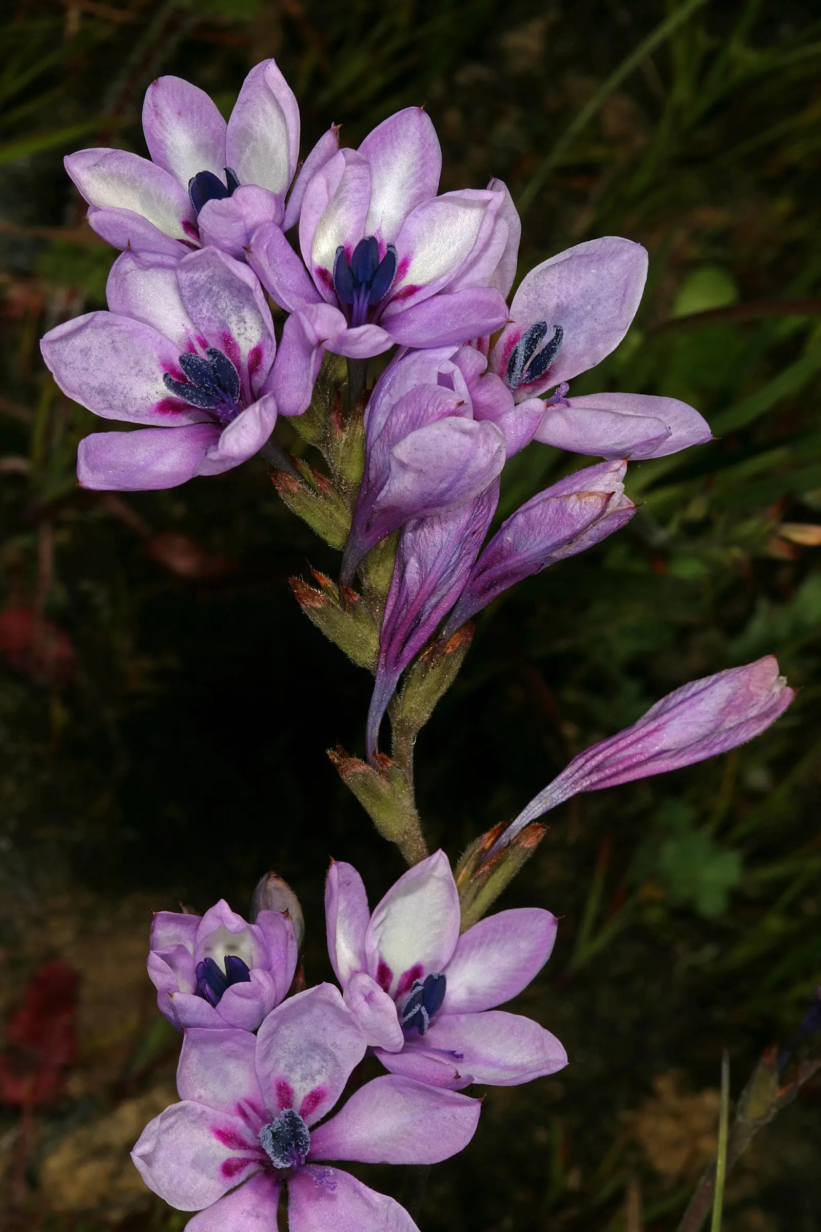 Baboon Flower (Babiana Stricta) — Baboon Flowers attract pollinators while being drought-tolerant, making them ideal for water-wise landscapes