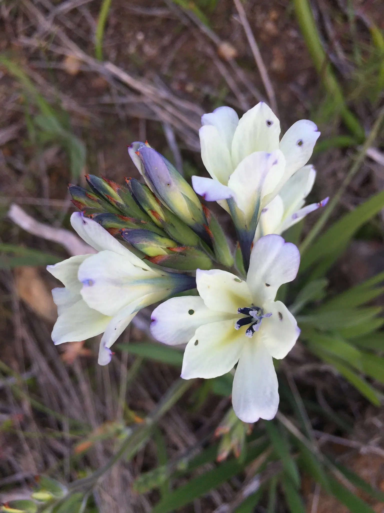Baboon Flower (Babiana Stricta) — Adapted to USDA hardiness zones 8-10; this plant showcases sword-shaped
