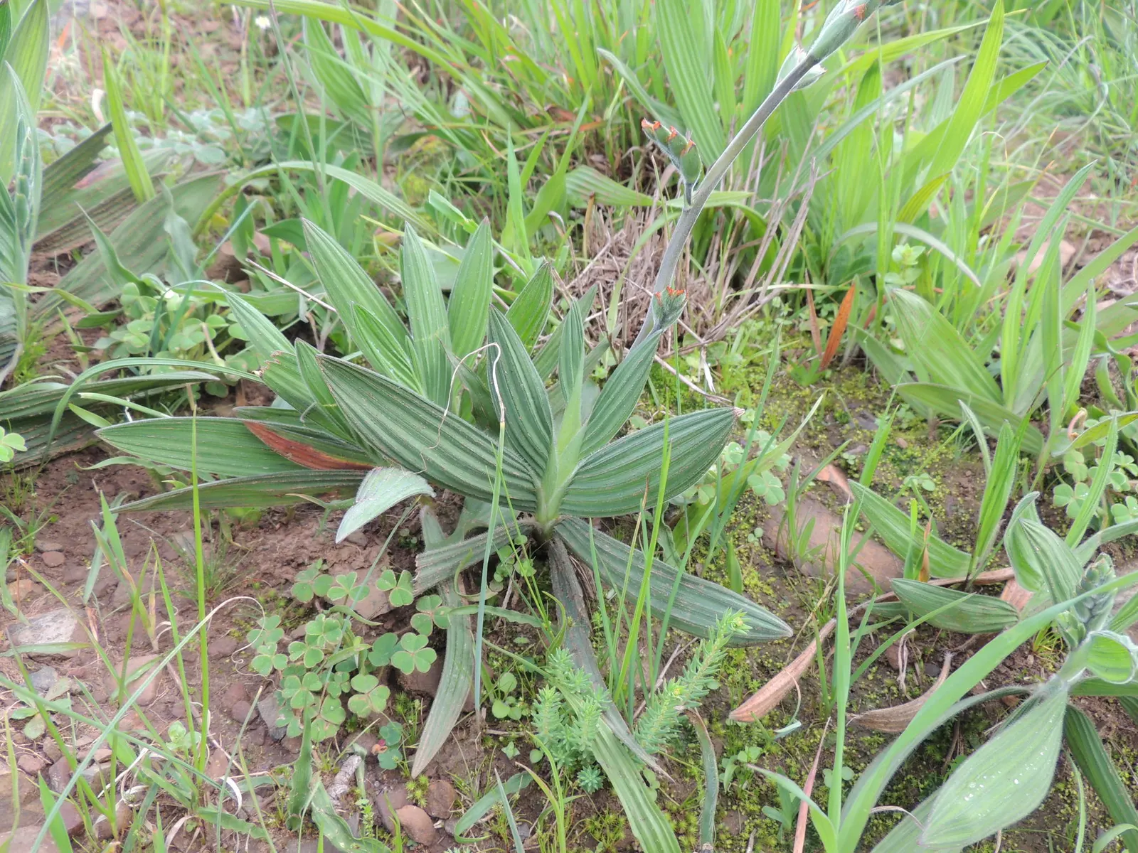 Baboon Flower (Babiana Stricta) — blue and lavender and multi-colored and purple flowers in the garden