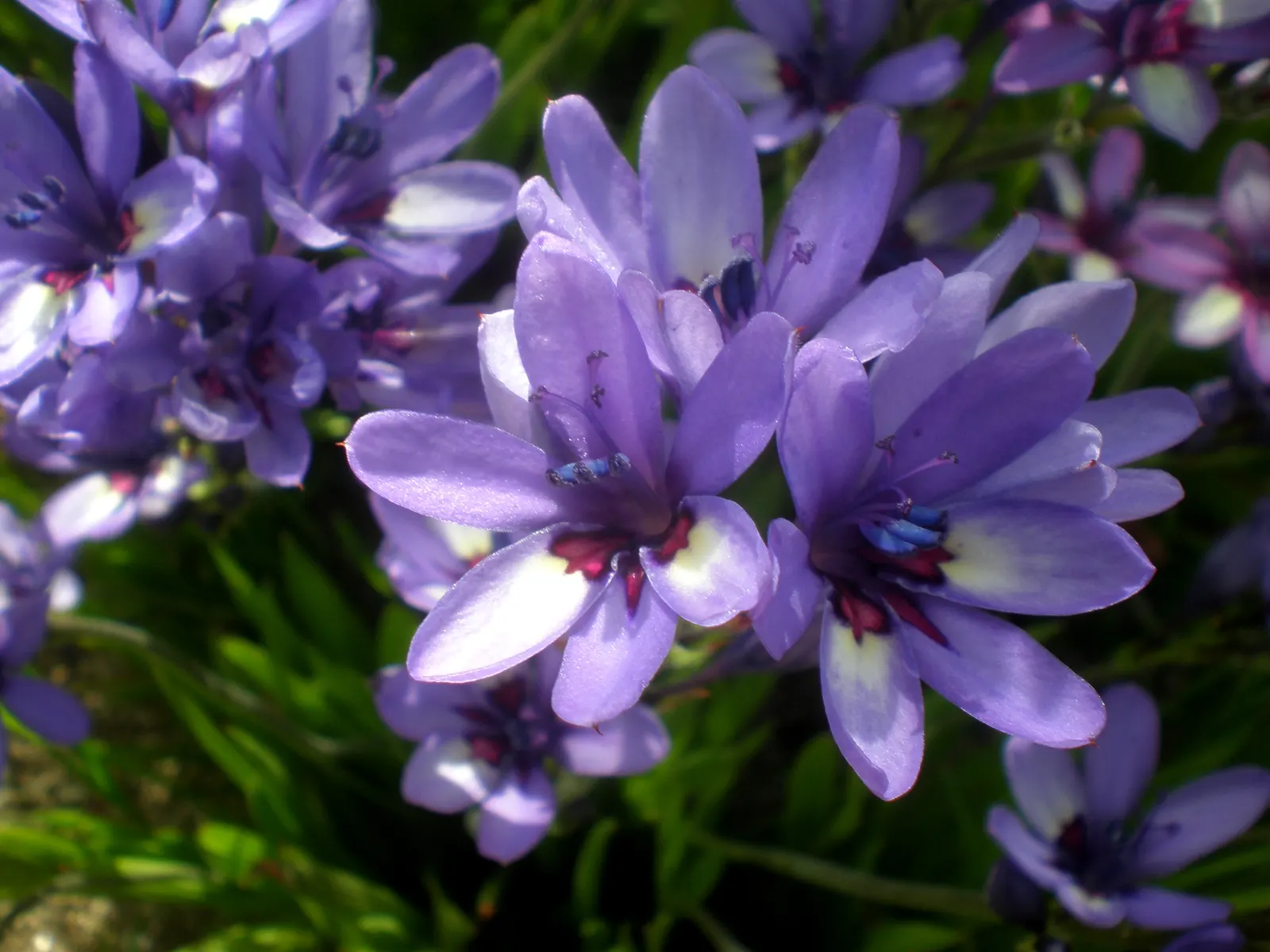 Baboon Flower (Babiana Stricta) — exuding a pleasant fragrance that's known to attract pollinators such as bees and butterflies; is a captivating South African