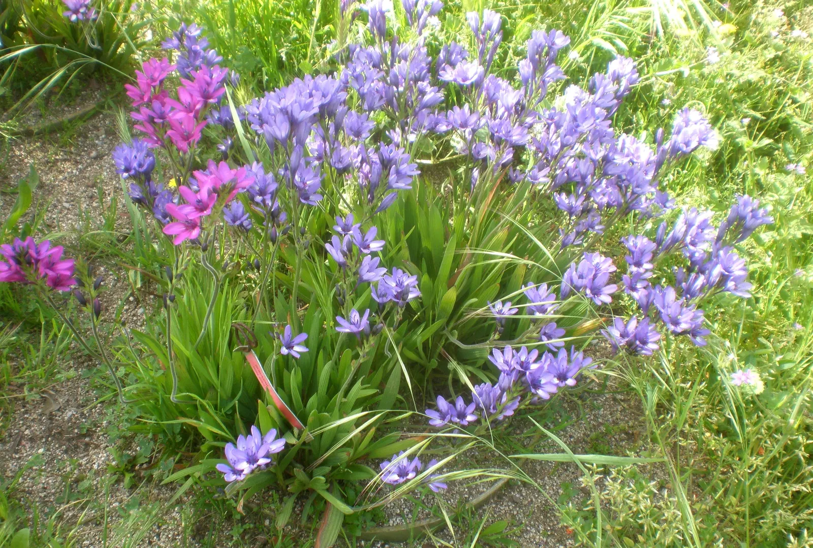 Baboon Flower (Babiana Stricta) — Blossoms typically exhibit a rich purple or blue shade with a contrasting yellow or white center; bulb / perennial for half