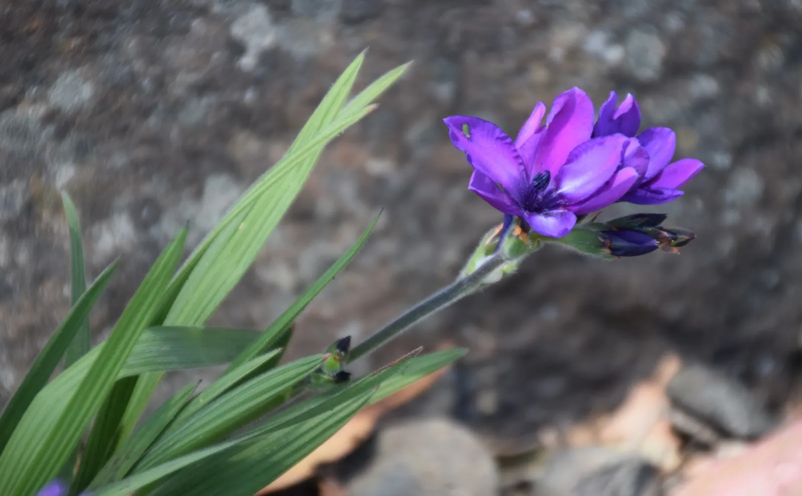 Baboon Flower (Babiana Stricta) — Plant the corms 2-3 inches deep and space them 3-4 inches apart to encourage full, opulent growth
