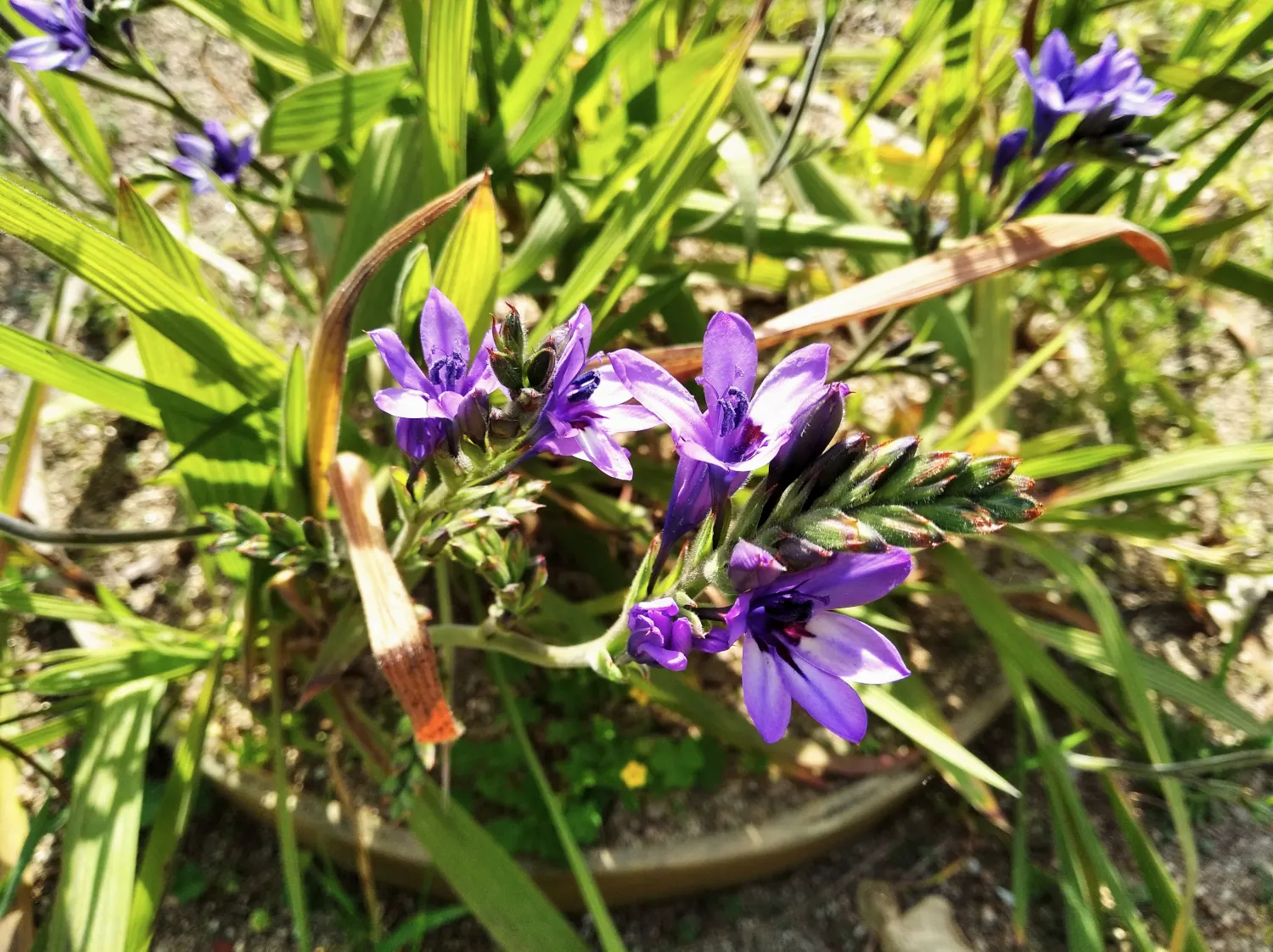 Baboon Flower (Babiana Stricta) — This plant will thrive with minimal care; blossoms typically exhibit a rich purple or blue shade with a contrasting yellow or