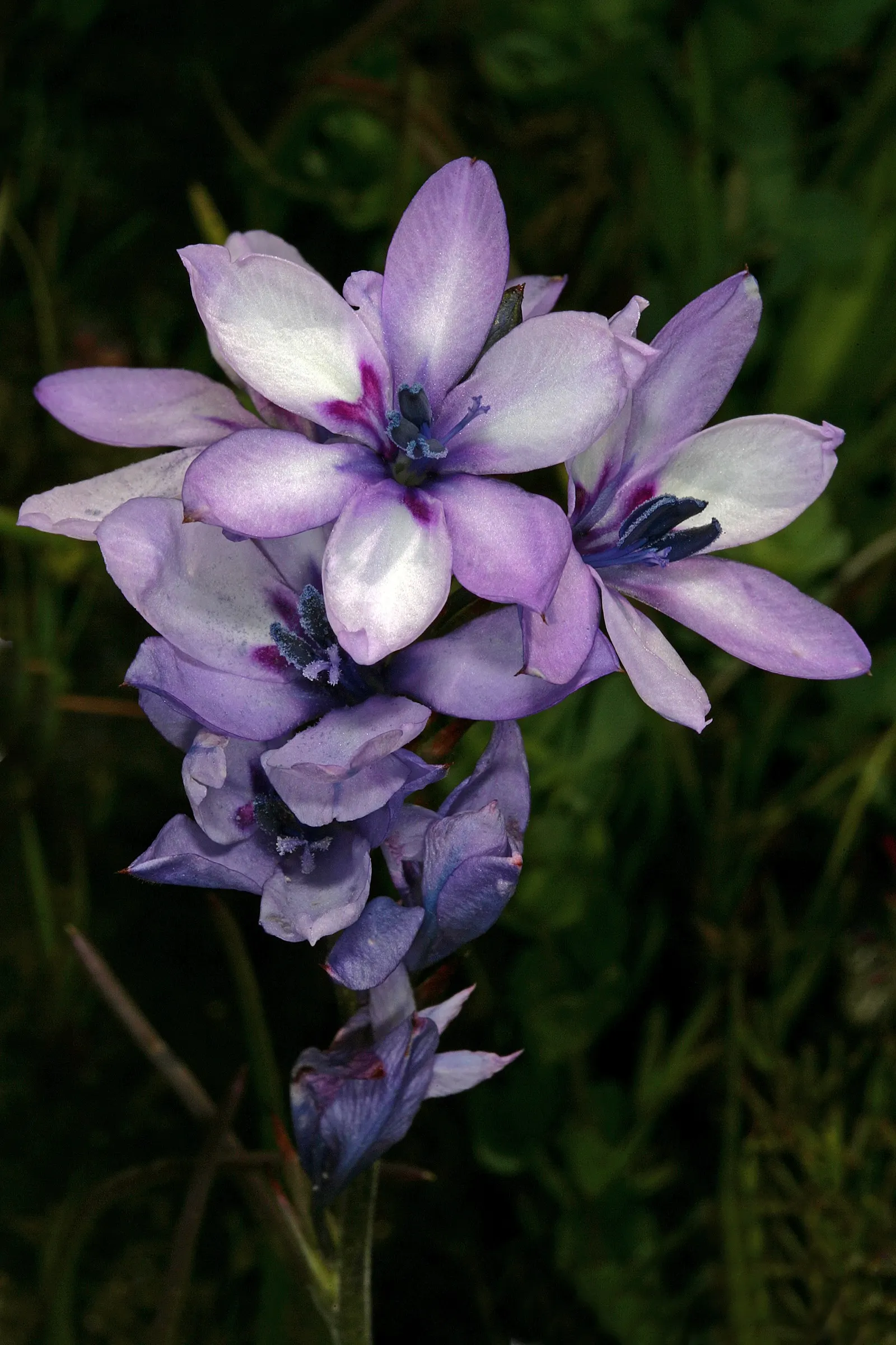 Baboon Flower (Babiana Stricta) — Plant the corms 2-3 inches deep and space them 3-4 inches apart to encourage full, opulent growth; commonly referred to as