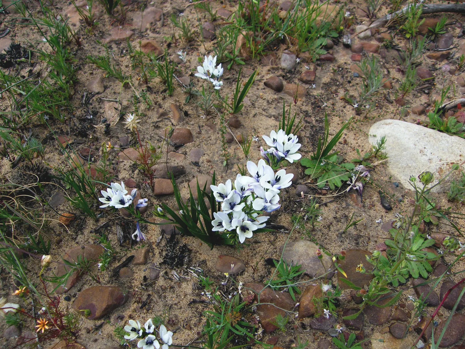 Baboon Flower (Babiana Stricta) — bulb / perennial with blue and lavender and multi-colored and purple blooms