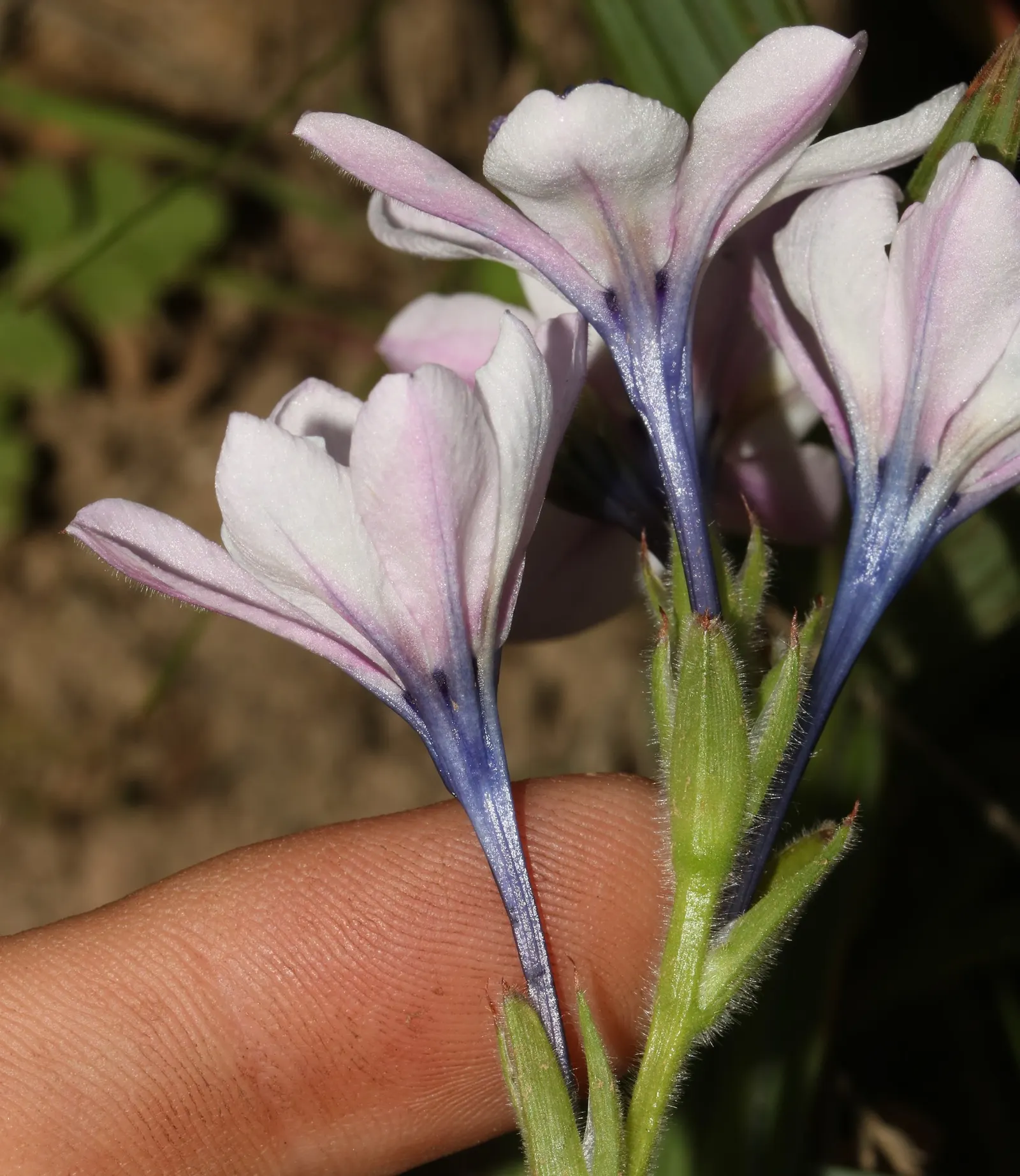 Baboon Flower (Babiana Stricta) — Adapted to USDA hardiness zones 8-10