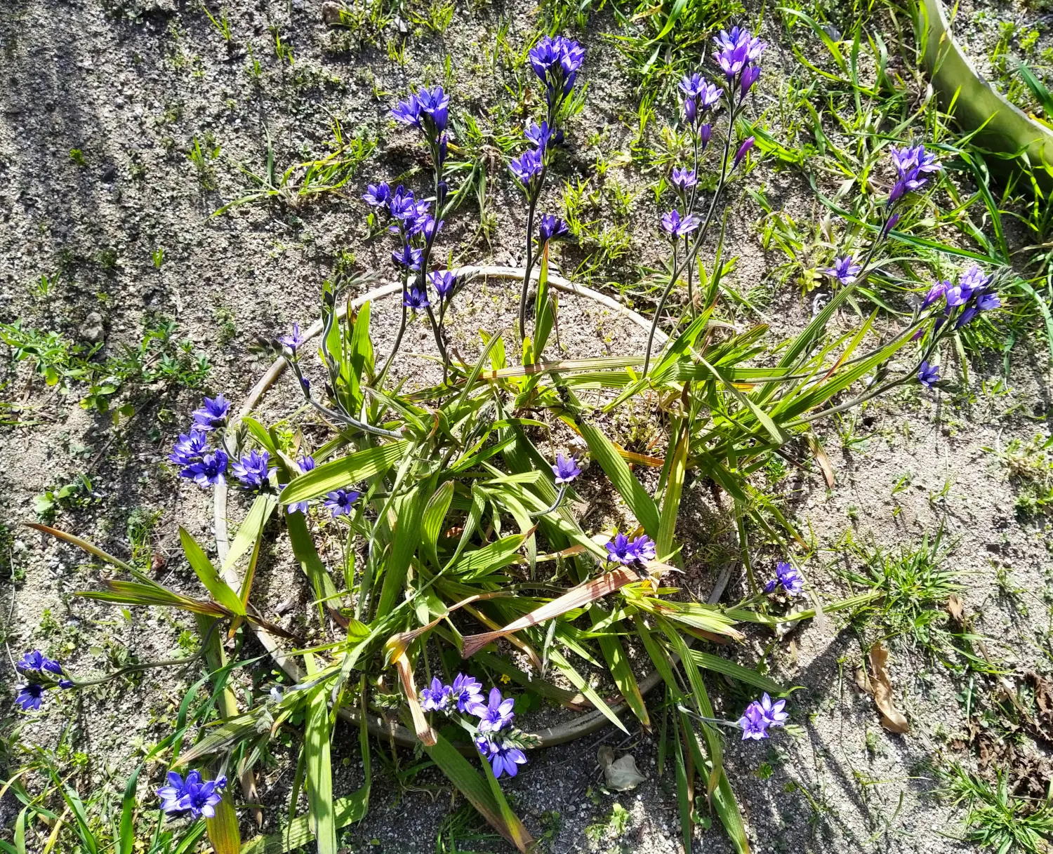 Baboon Flower (Babiana Stricta) — reaching a height of approximately 6-10 inches with a similar spread; commonly known as Baboon Flower