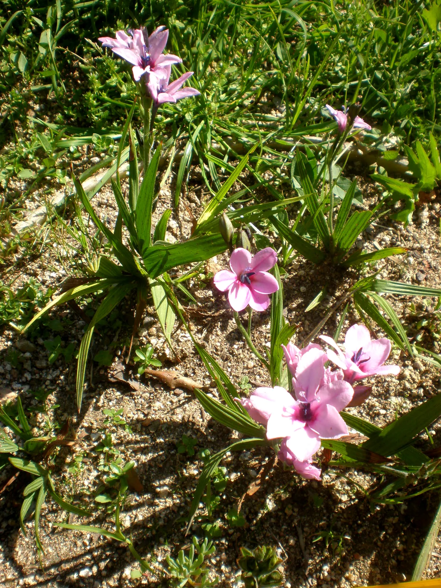 Baboon Flower (Babiana Stricta) — is a captivating South African bulbous perennial that offers a striking accent in any landscape design