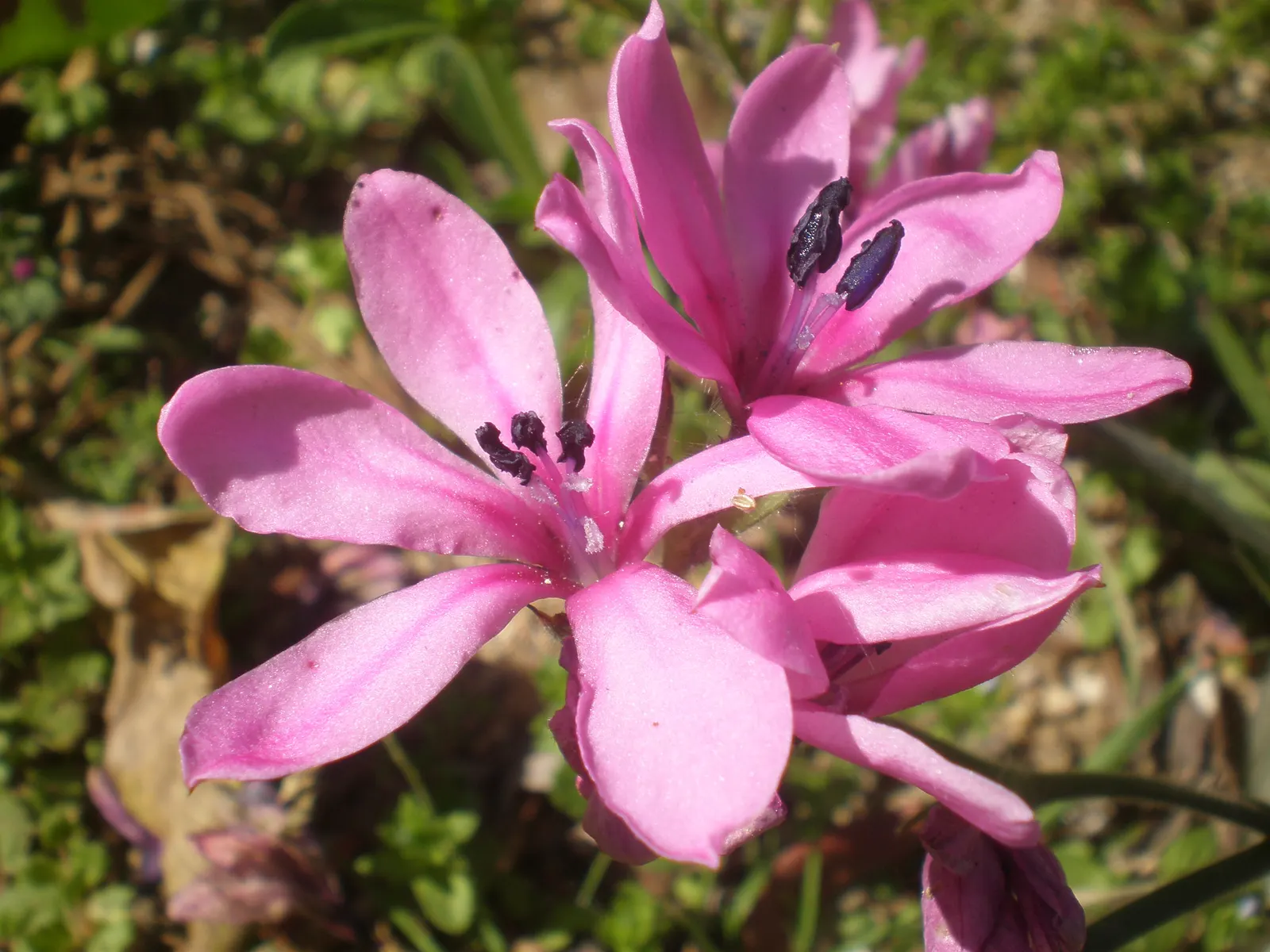 Baboon Flower (Babiana Stricta) — bulb / perennial for half; or as a vibrant container specimen