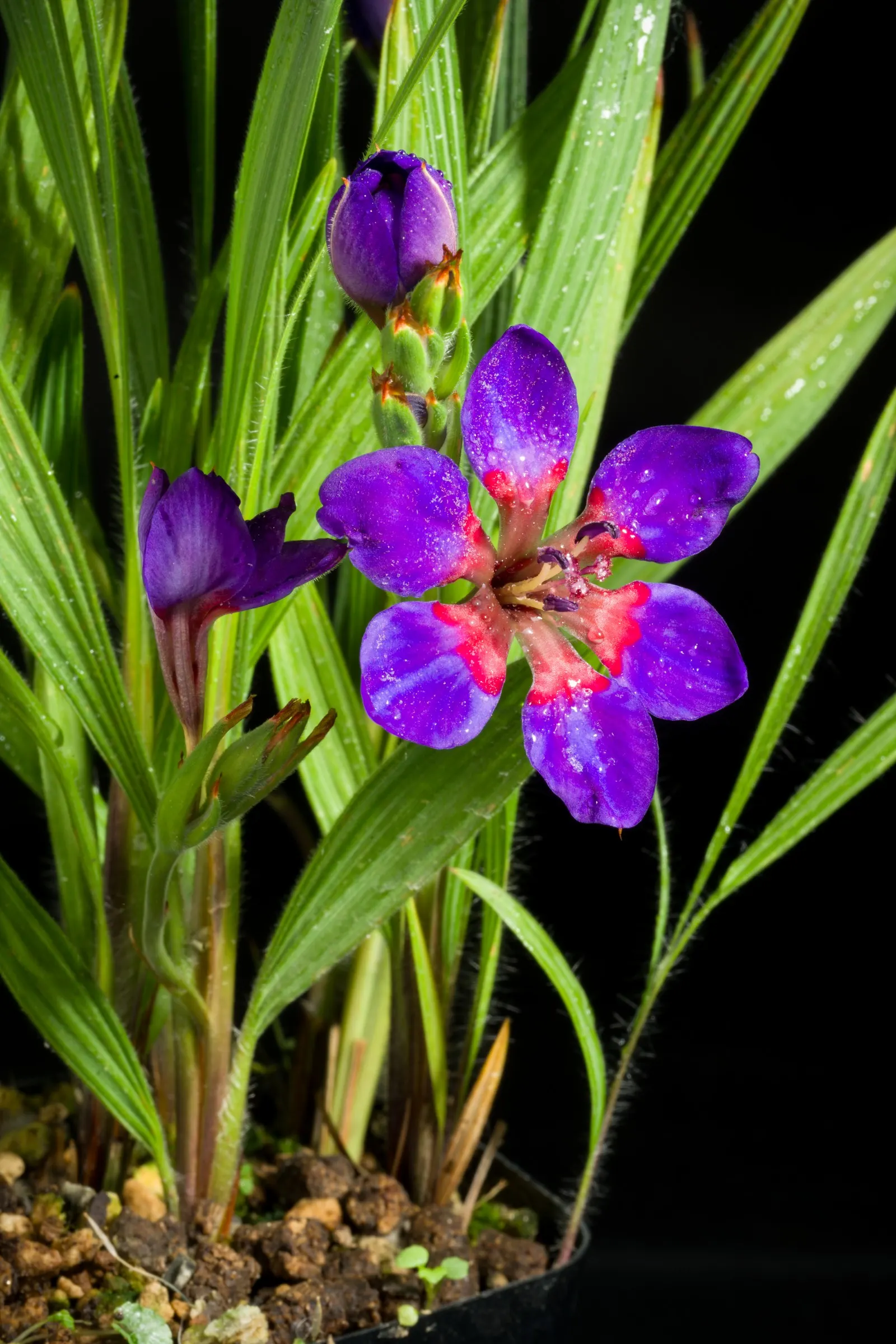 Baboon Flower (Babiana Stricta) — which are about 2 inches long and adorn stiff