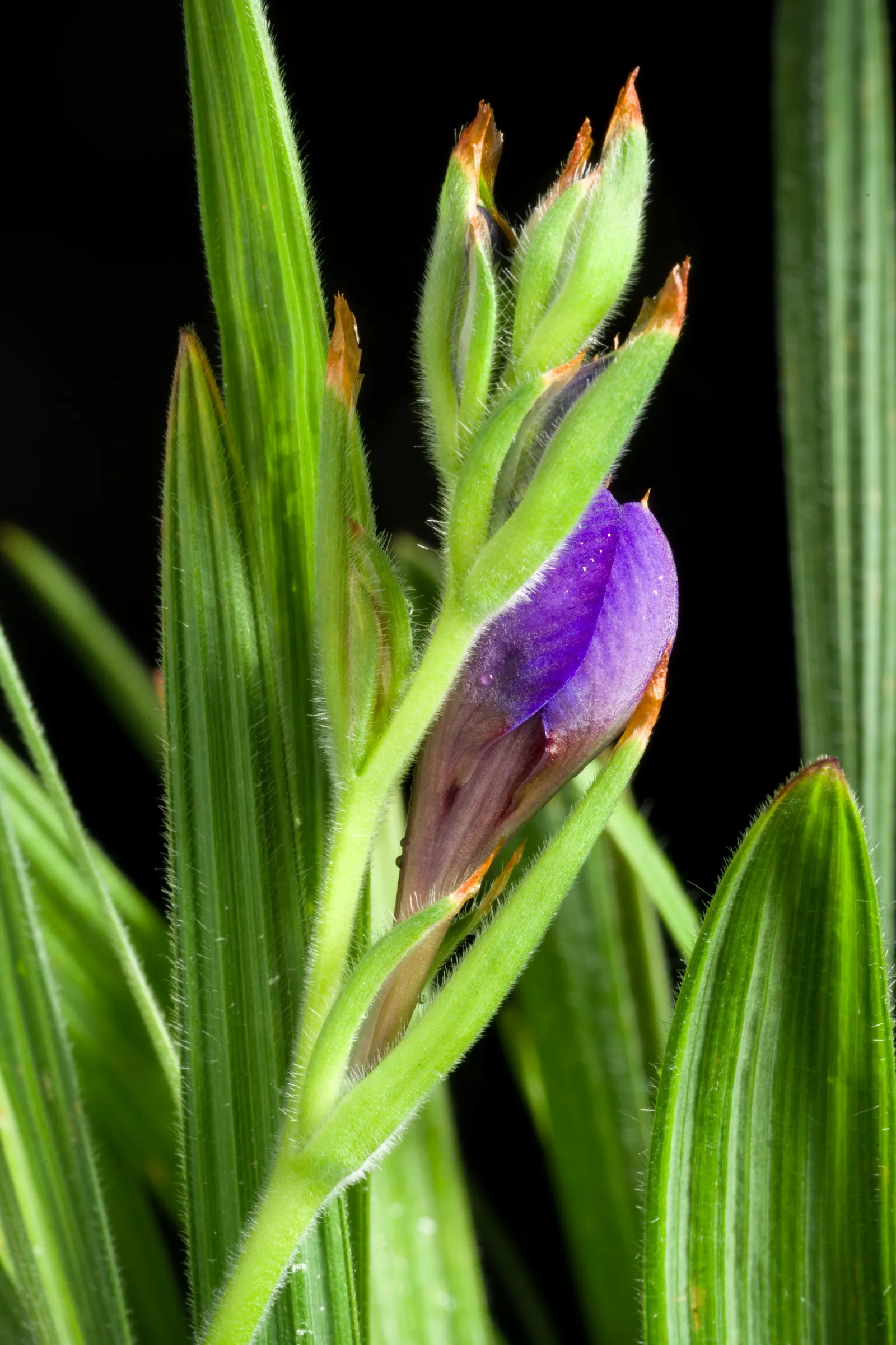 Baboon Flower (Babiana Stricta) — Its striking, often purple or blue flowers, emerge in spring, reaching a modest height of 6-10 inches