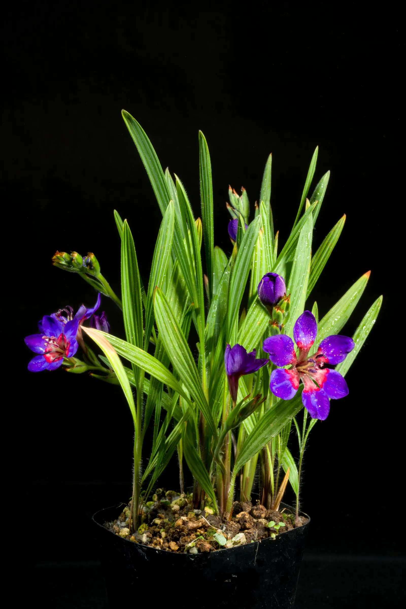 Baboon Flower (Babiana Stricta) — which are about 2 inches long and adorn stiff; these spectacular blooms make their appearance in late winter to early spring