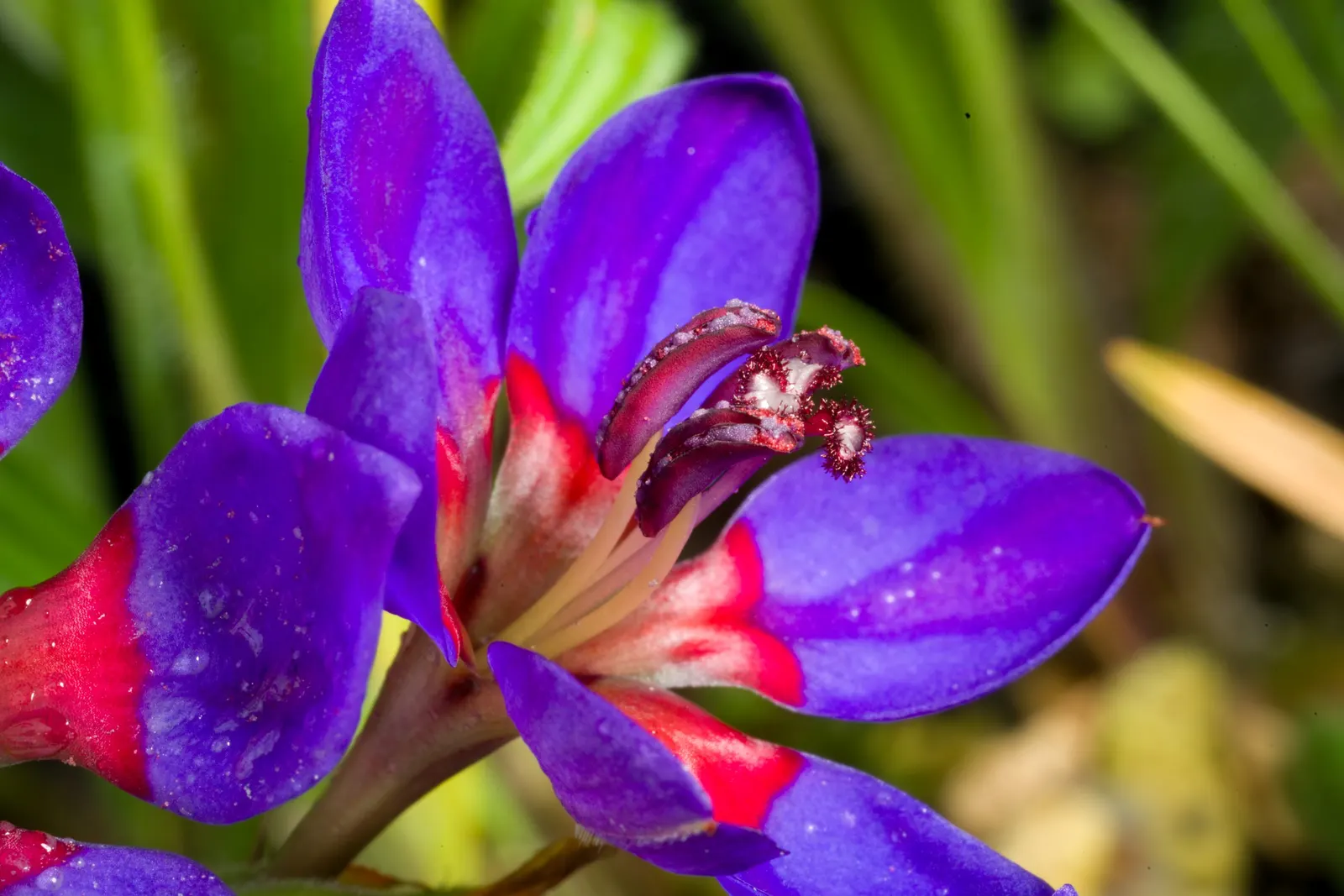 Baboon Flower (Babiana Stricta) — Baboon Flowers attract pollinators while being drought-tolerant, making them ideal for water-wise landscapes; reaching a