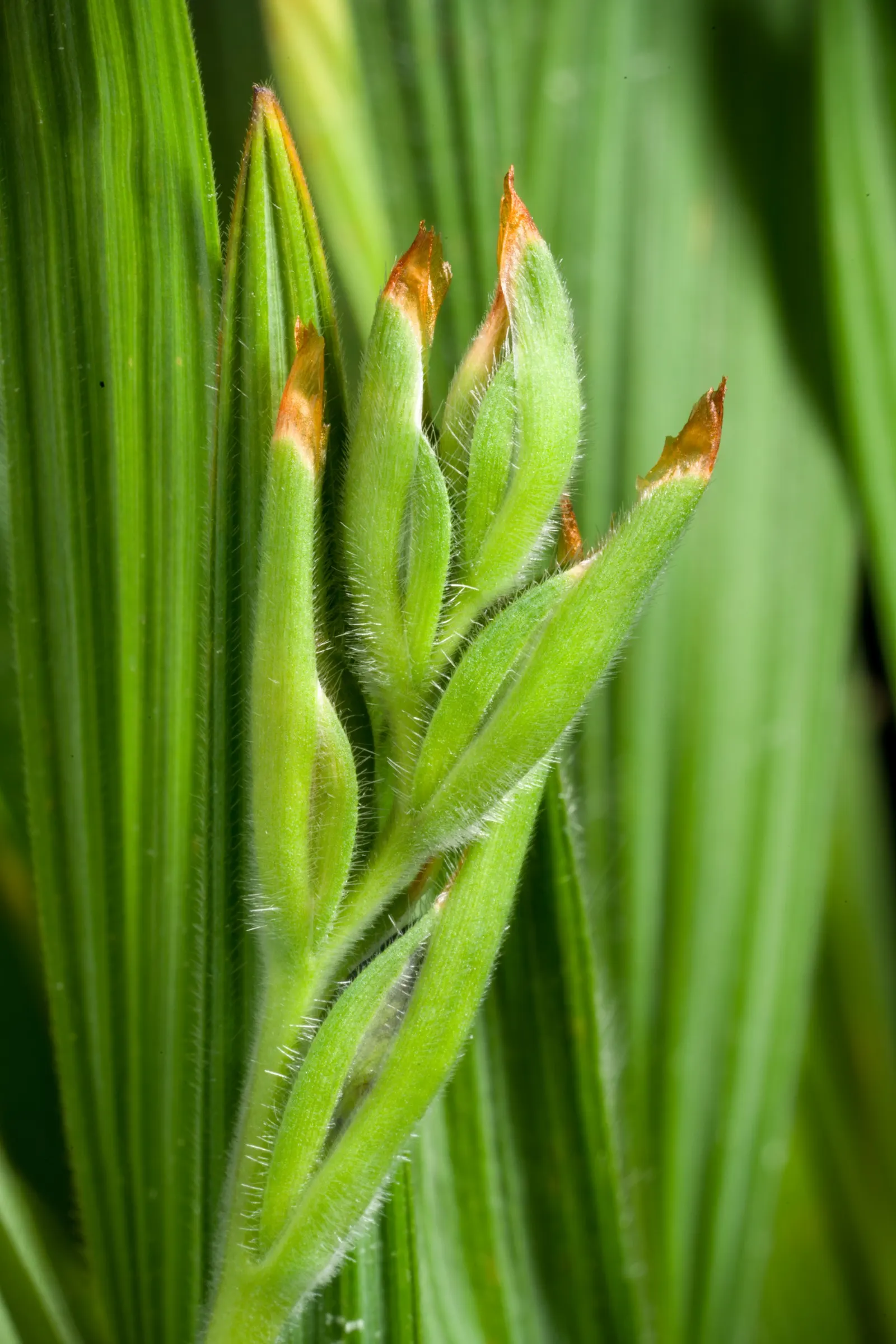 Baboon Flower (Babiana Stricta) — or as a vibrant container specimen