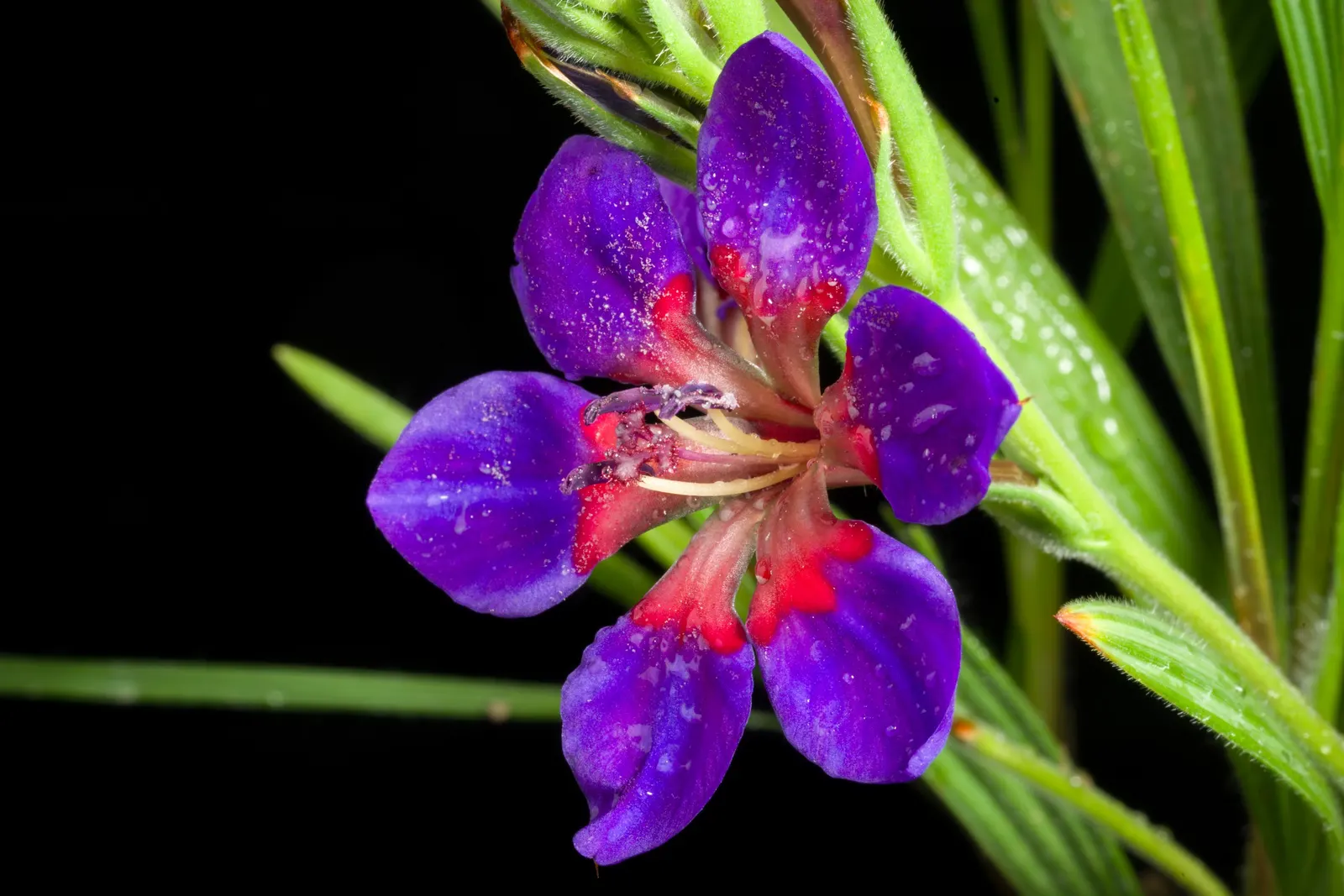Baboon Flower (Babiana Stricta) — blue and lavender and multi-colored and purple flowers in the garden; baboon Flowers attract pollinators while being