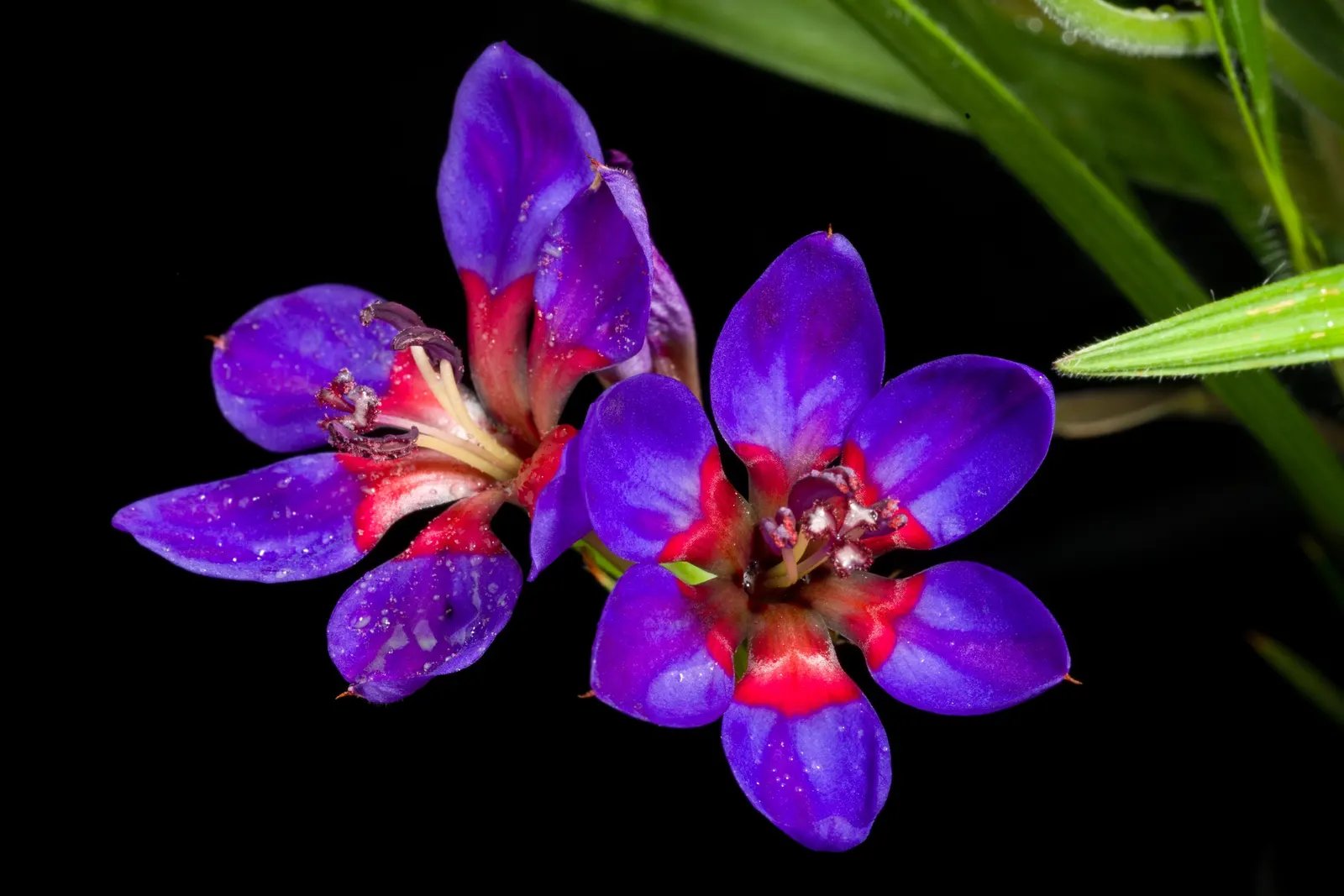 Baboon Flower (Babiana Stricta) — exuding a pleasant fragrance that's known to attract pollinators such as bees and butterflies