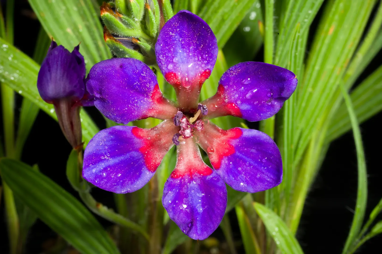 Baboon Flower (Babiana Stricta) — Its striking, often purple or blue flowers, emerge in spring, reaching a modest height of 6-10 inches; <br><br>The most