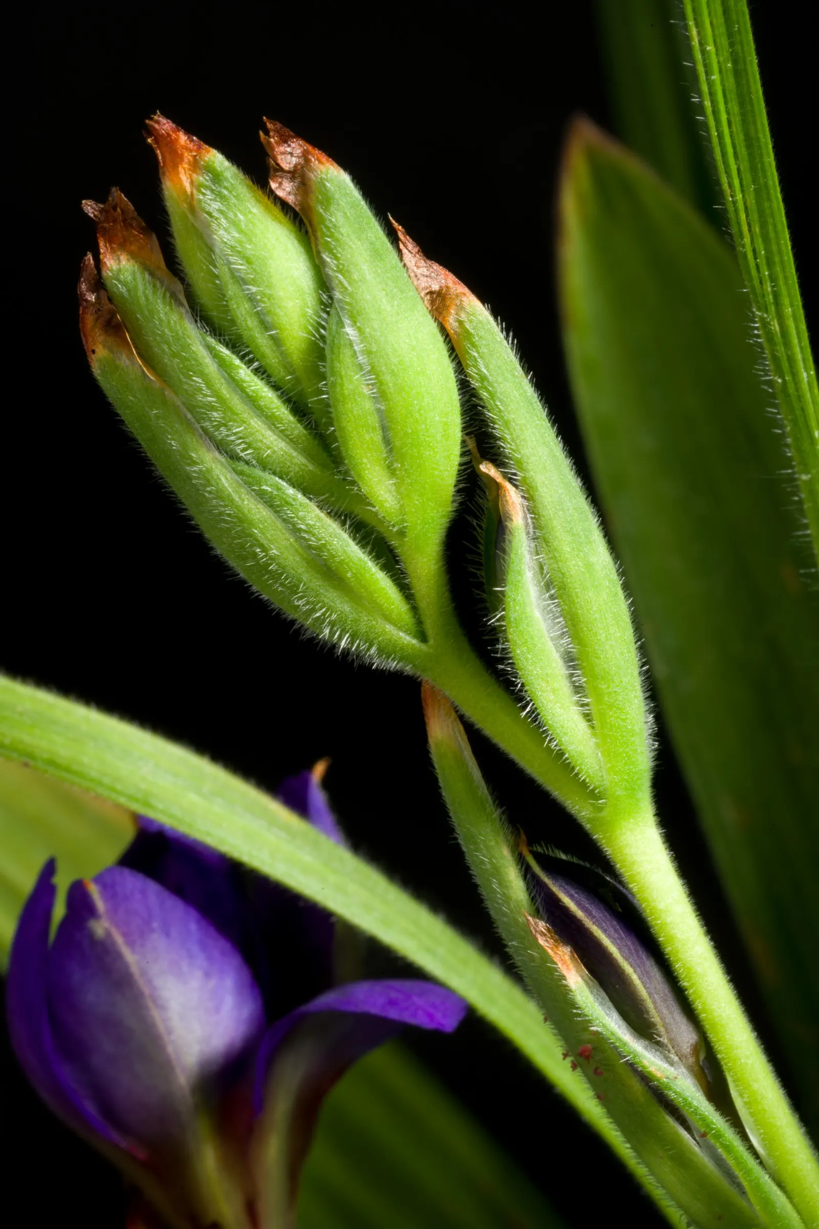 Baboon Flower (Babiana Stricta) — Plant in groups for a dramatic display; hardy in USDA zones 8-10, it thrives in well-drained soil with full to partial sun