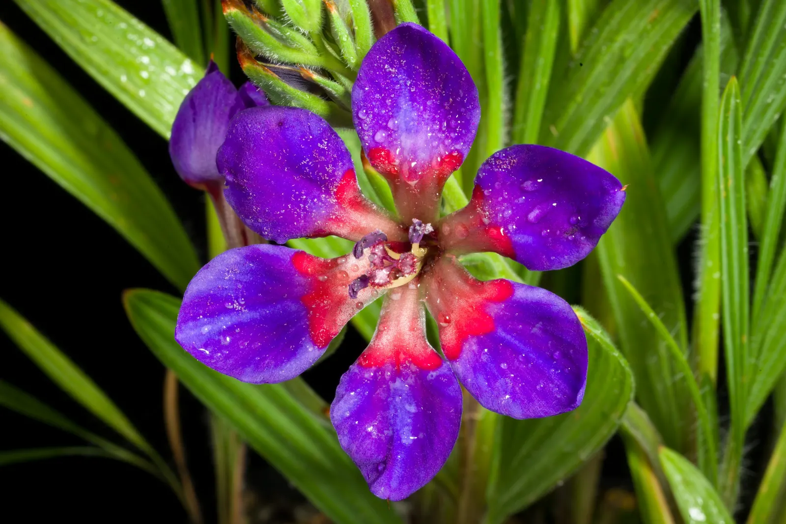 Baboon Flower (Babiana Stricta) — this plant showcases sword-shaped