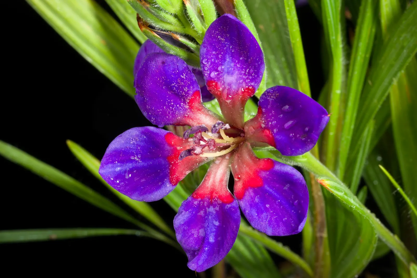 Baboon Flower (Babiana Stricta) — This plant will thrive with minimal care