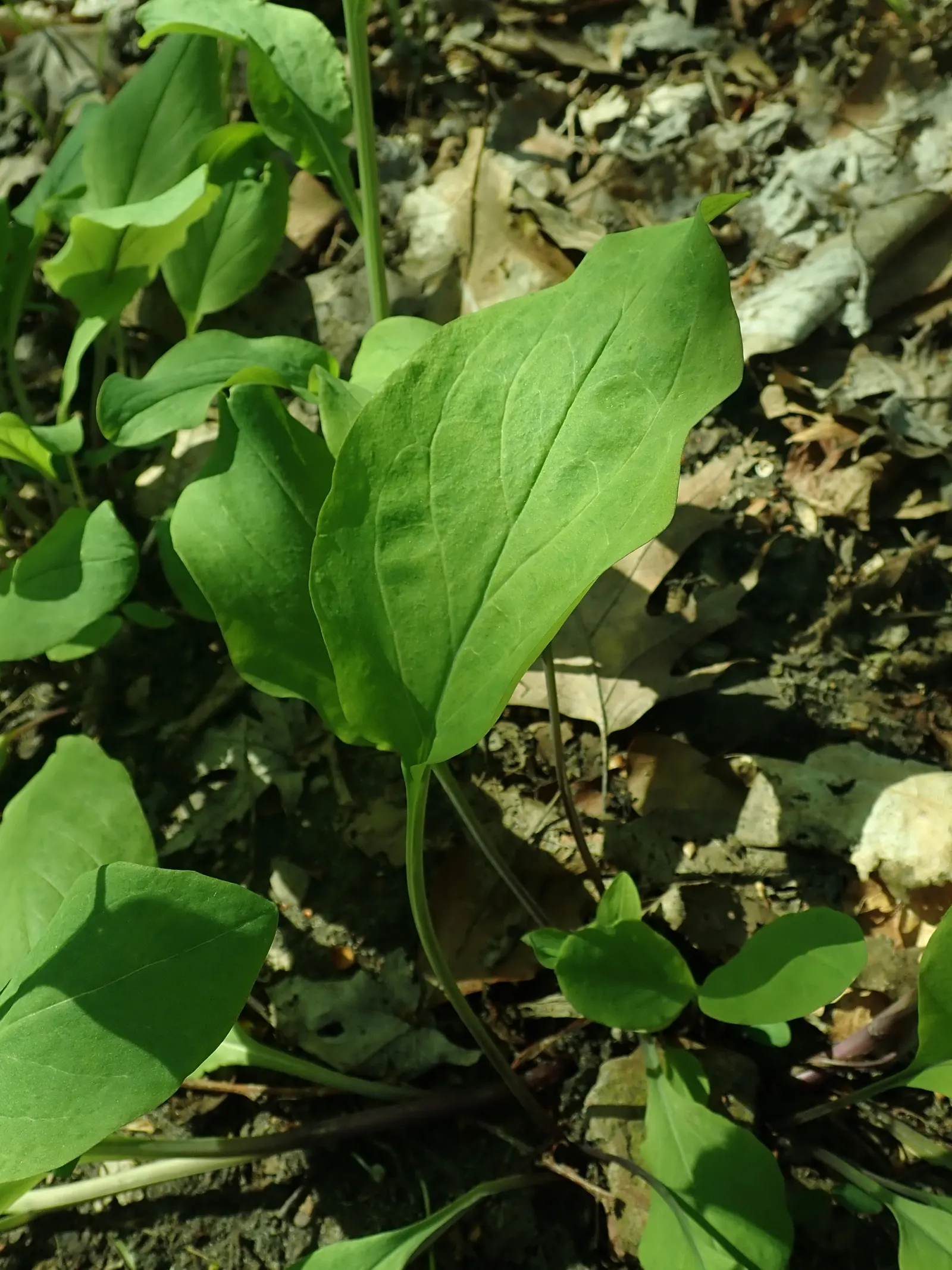 Virginia Bluebells (Mertensia Virginica) — This perennial showcases clusters of nodding bell-shaped flowers in a striking soft blue; virginia, image 133