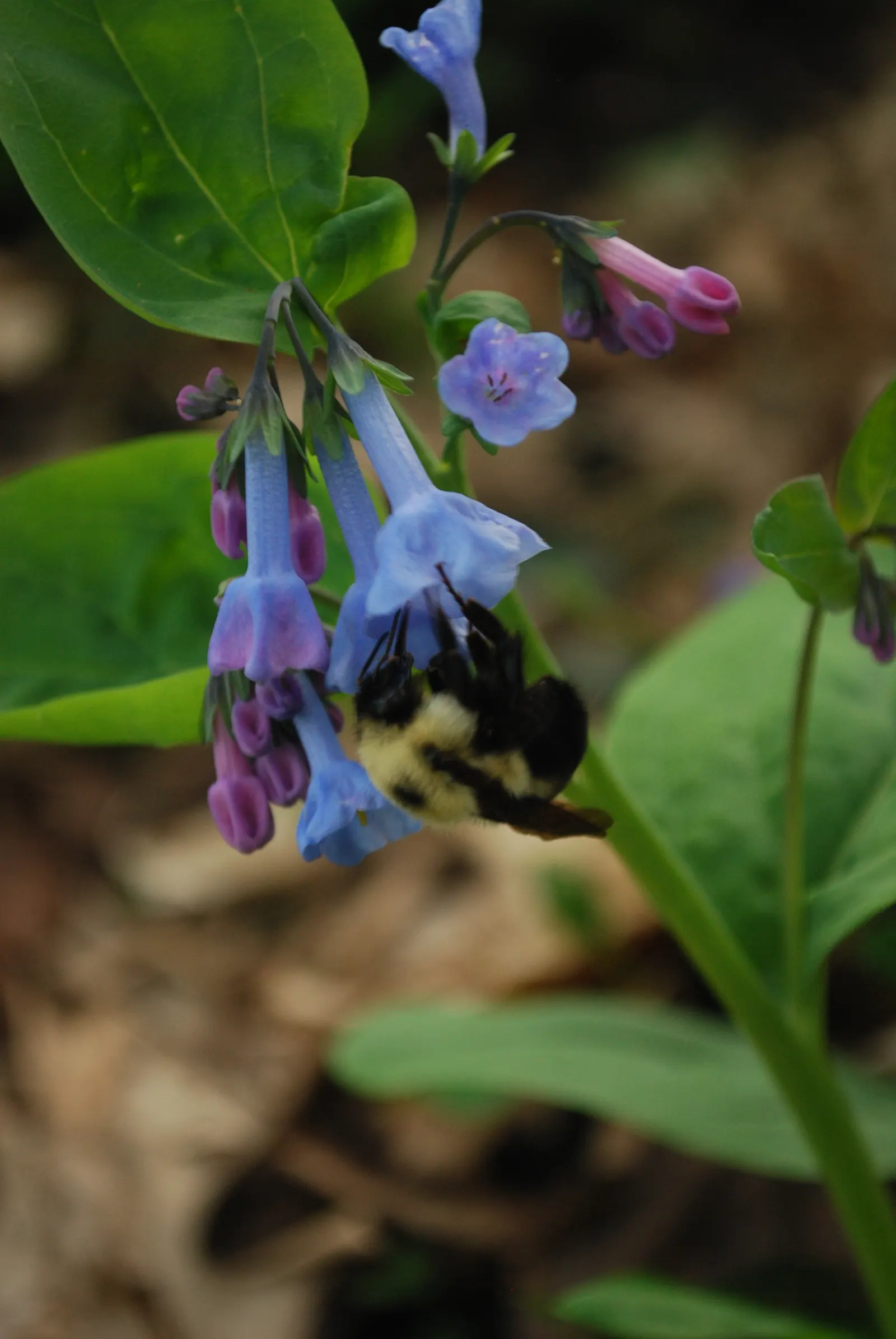 Virginia Bluebells (Mertensia Virginica) — usually from March to April.<br><br>A shade-tolerant species; despite its delicate appearance, image 118