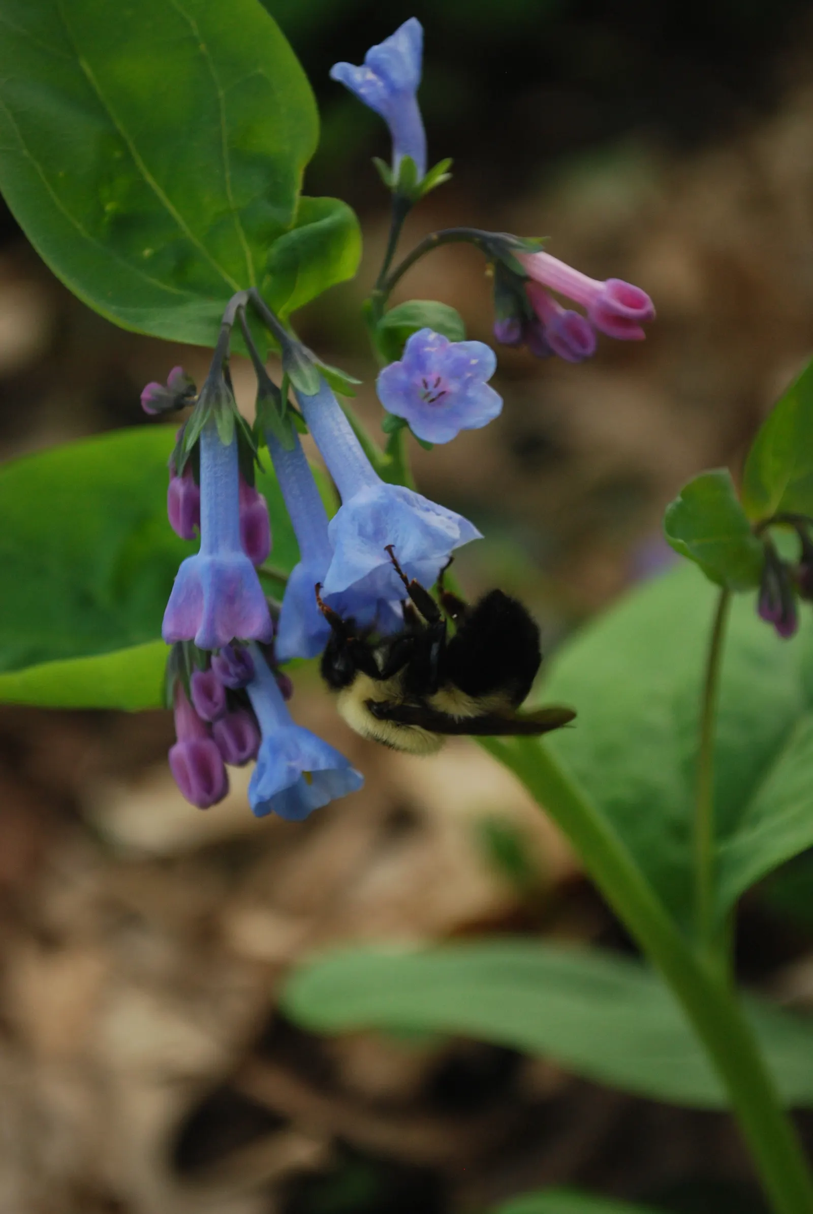 Virginia Bluebells (Mertensia Virginica) — usually from March to April.<br><br>A shade-tolerant species; despite its delicate appearance, image 144