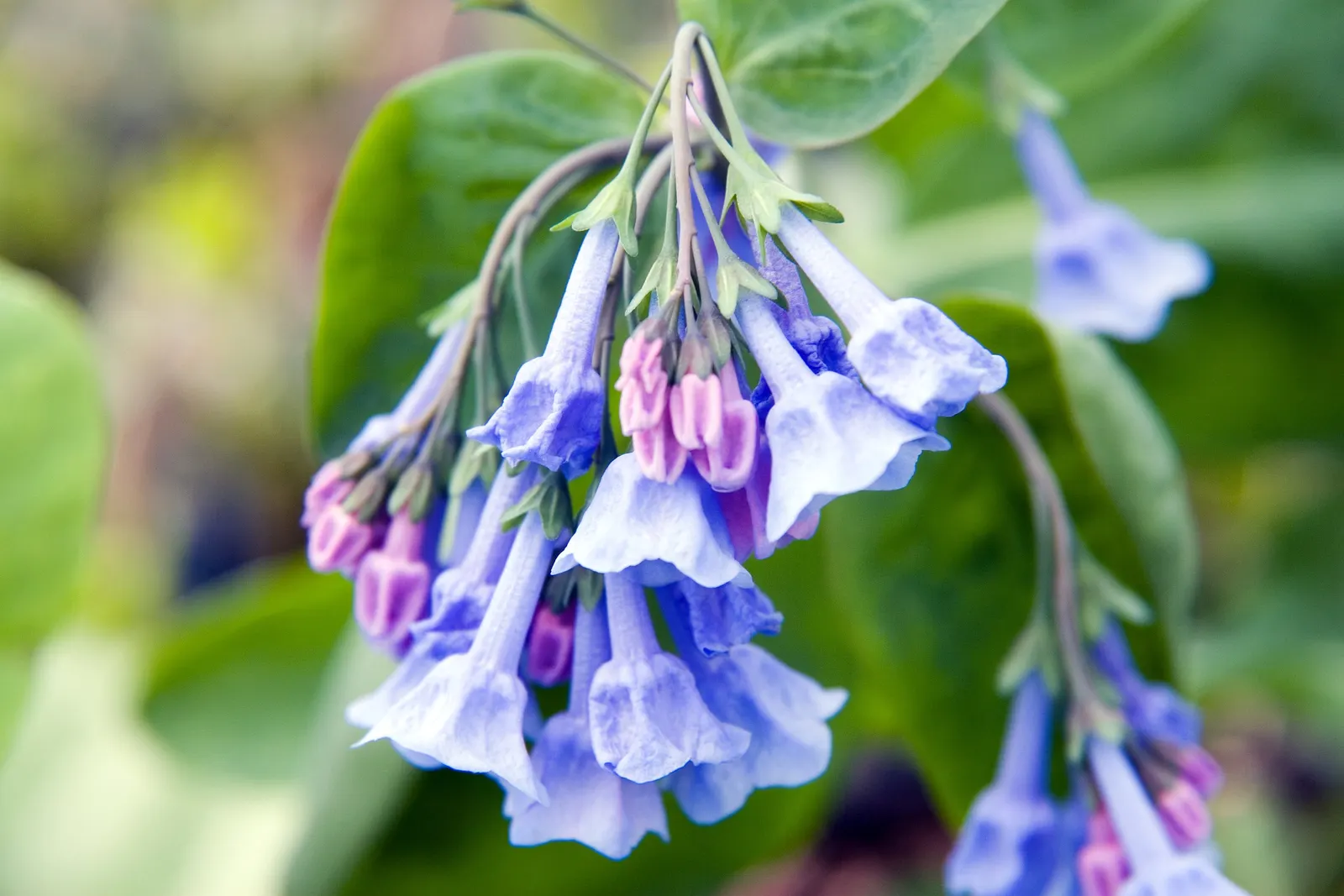 Virginia Bluebells (Mertensia Virginica) — making them a practical and picturesque choice for areas where browsing animals are a concern; usually, image 151