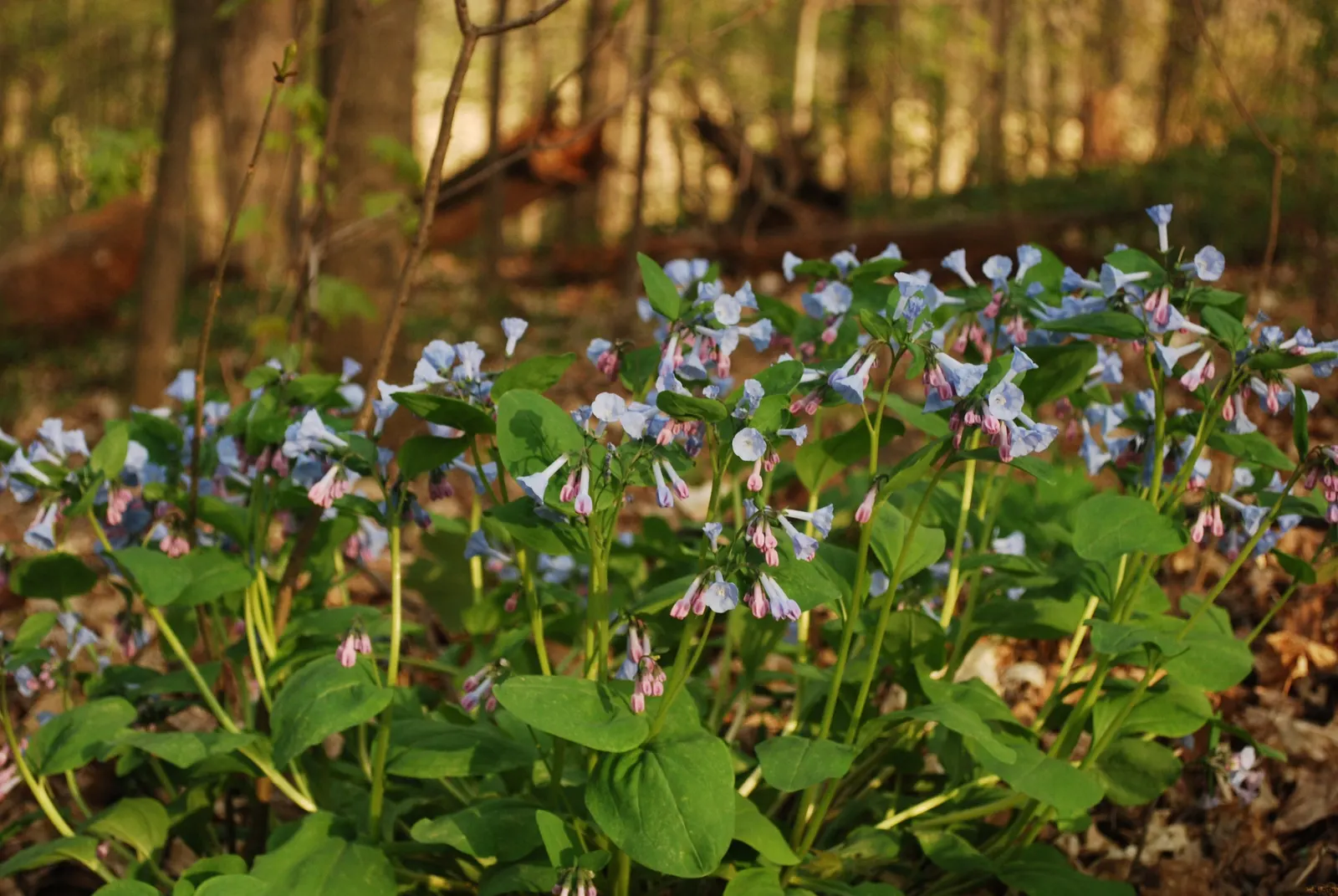 Virginia Bluebells (Mertensia Virginica) — Virginia Bluebells are relatively low-maintenance; wildlife enthusiasts will appreciate its allure to, image 122
