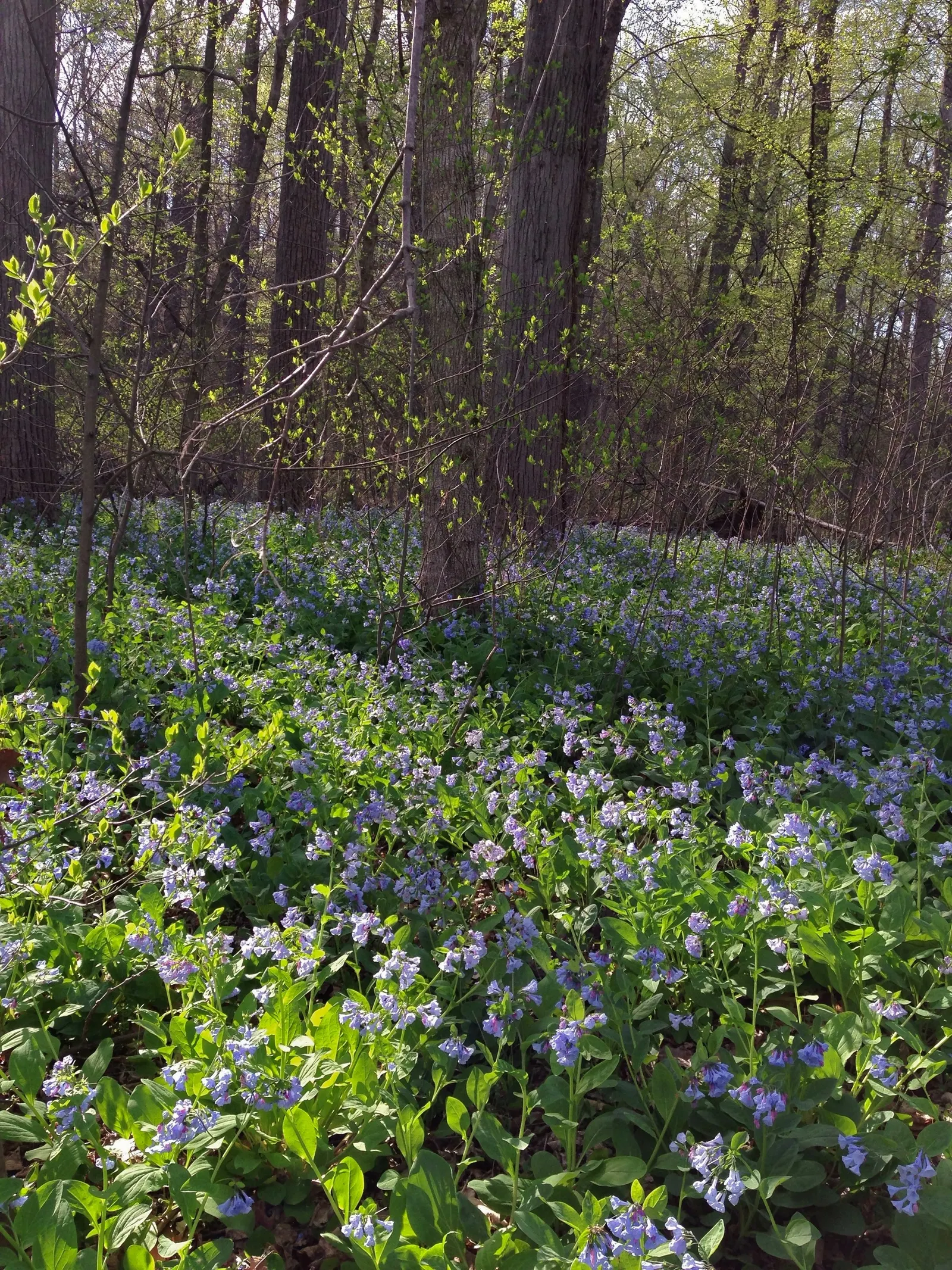 Virginia Bluebells (Mertensia Virginica) — the plant will go dormant; making them a practical and picturesque choice for areas where browsing animals are a