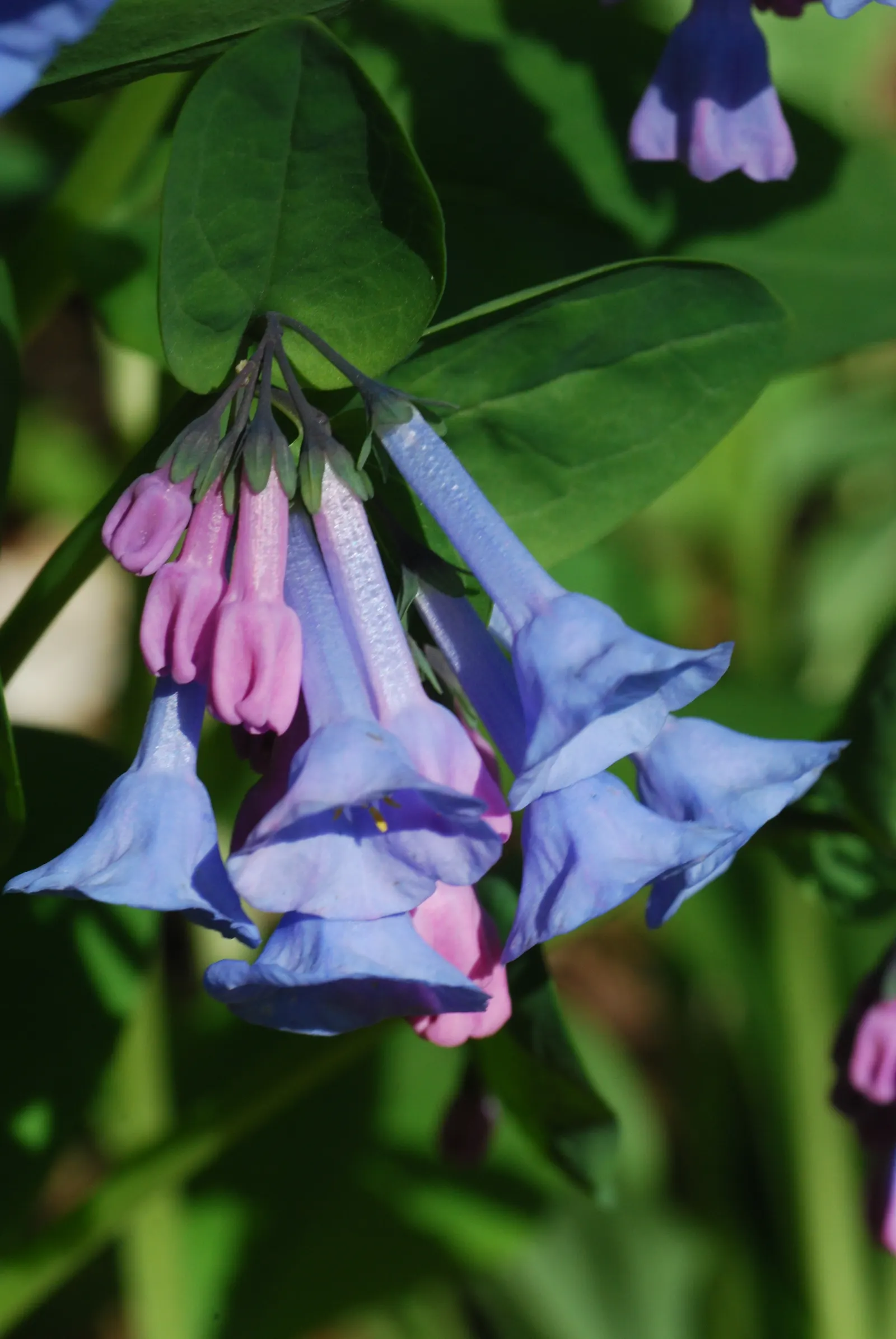 Virginia Bluebells (Mertensia Virginica) — making them a practical and picturesque choice for areas where browsing animals are a concern; usually from March to