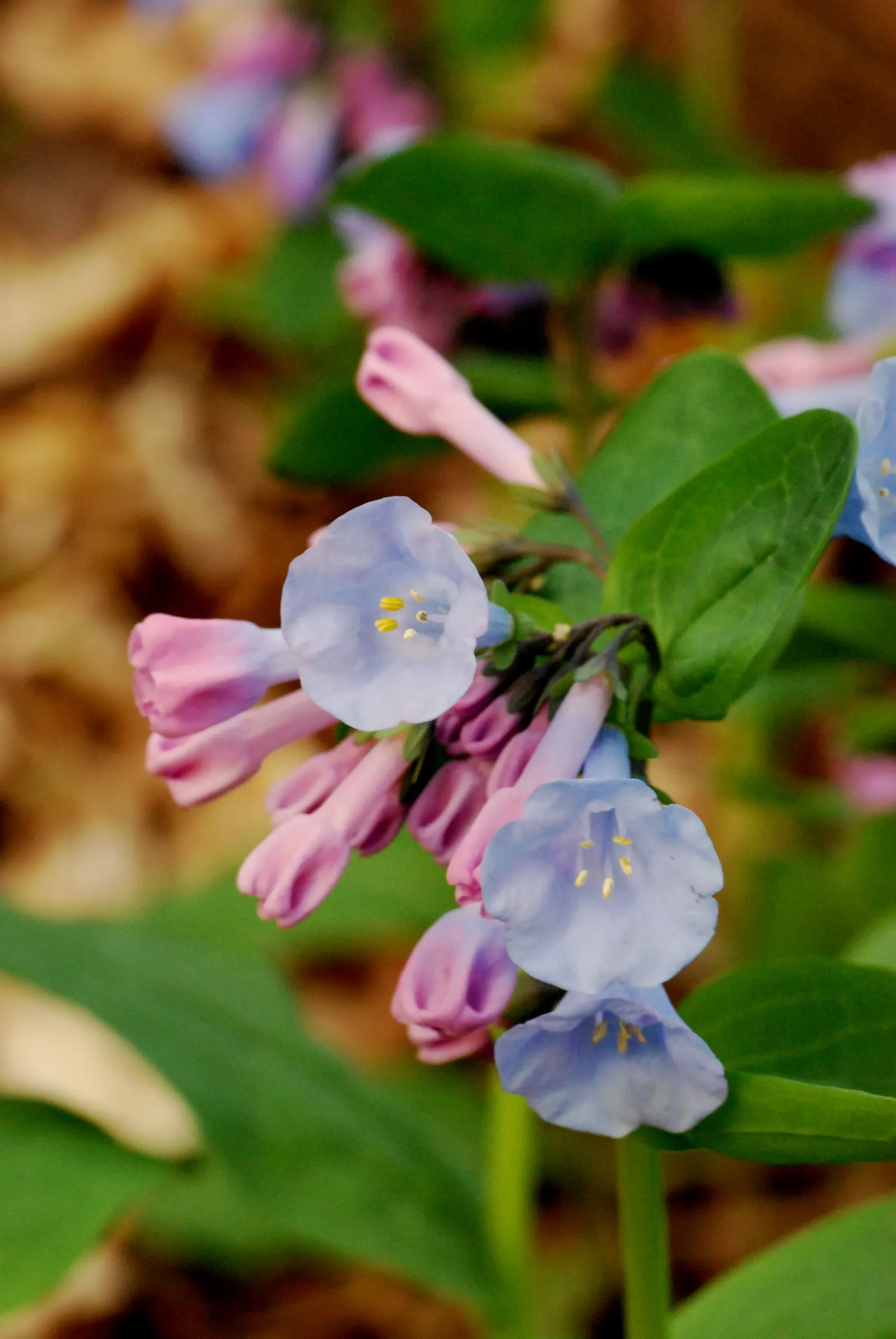 Virginia Bluebells (Mertensia Virginica) — Virginia Bluebells (Mertensia virginica) thrive in USDA zones 3-8; mature height reaches 18 to 24 inches, image 53